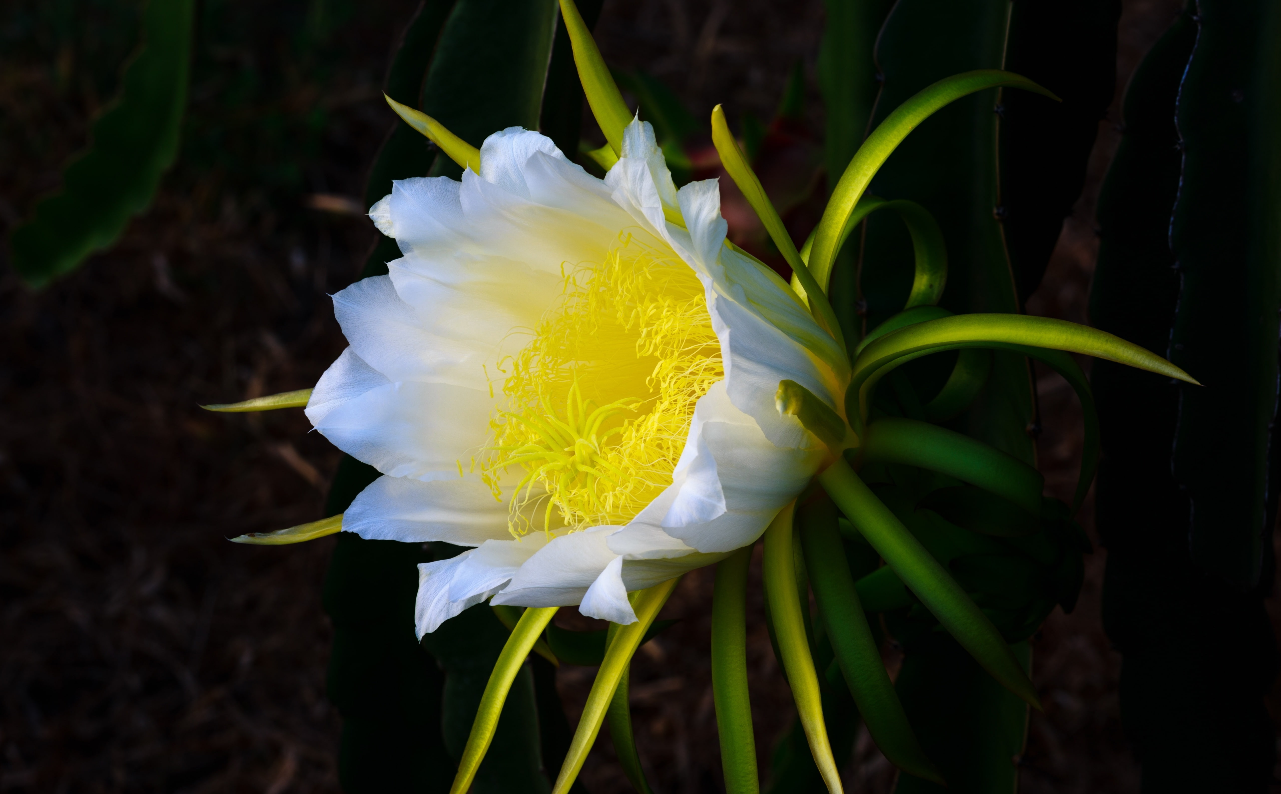 outdoors, Photography, white color, close-up, Plant, Macro, Pitahaya, beauty in nature, Pitaya, flower, fragility, Dragonfruit, petal, focus on foreground, HD Wallpaper