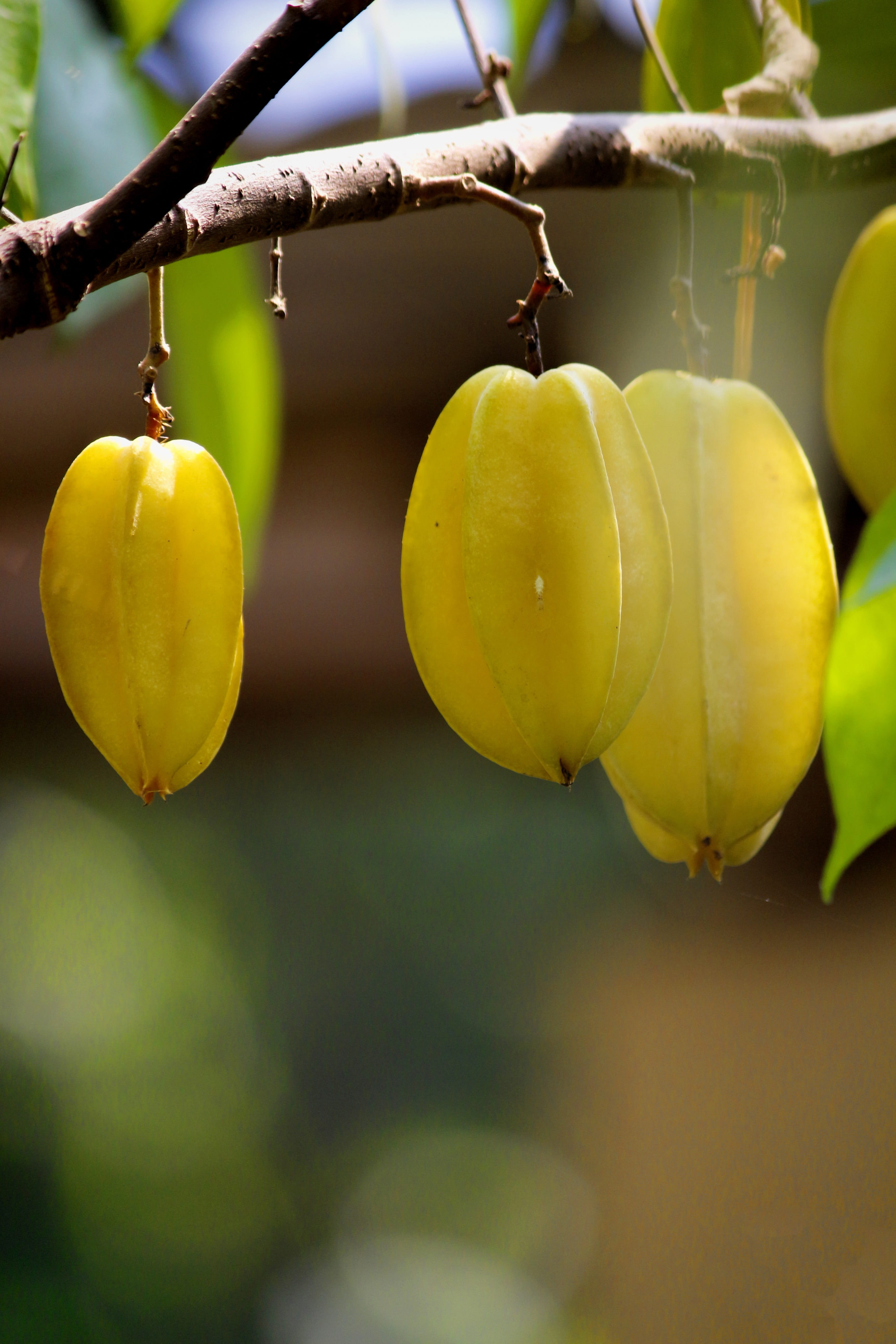 freshness, Fresh, healthy, wellbeing, natural, vegetarian, organic, healthy eating, no people, agriculture, vitamin, Fruit, food and drink, nutrition, starfruit, Phone HD Wallpaper