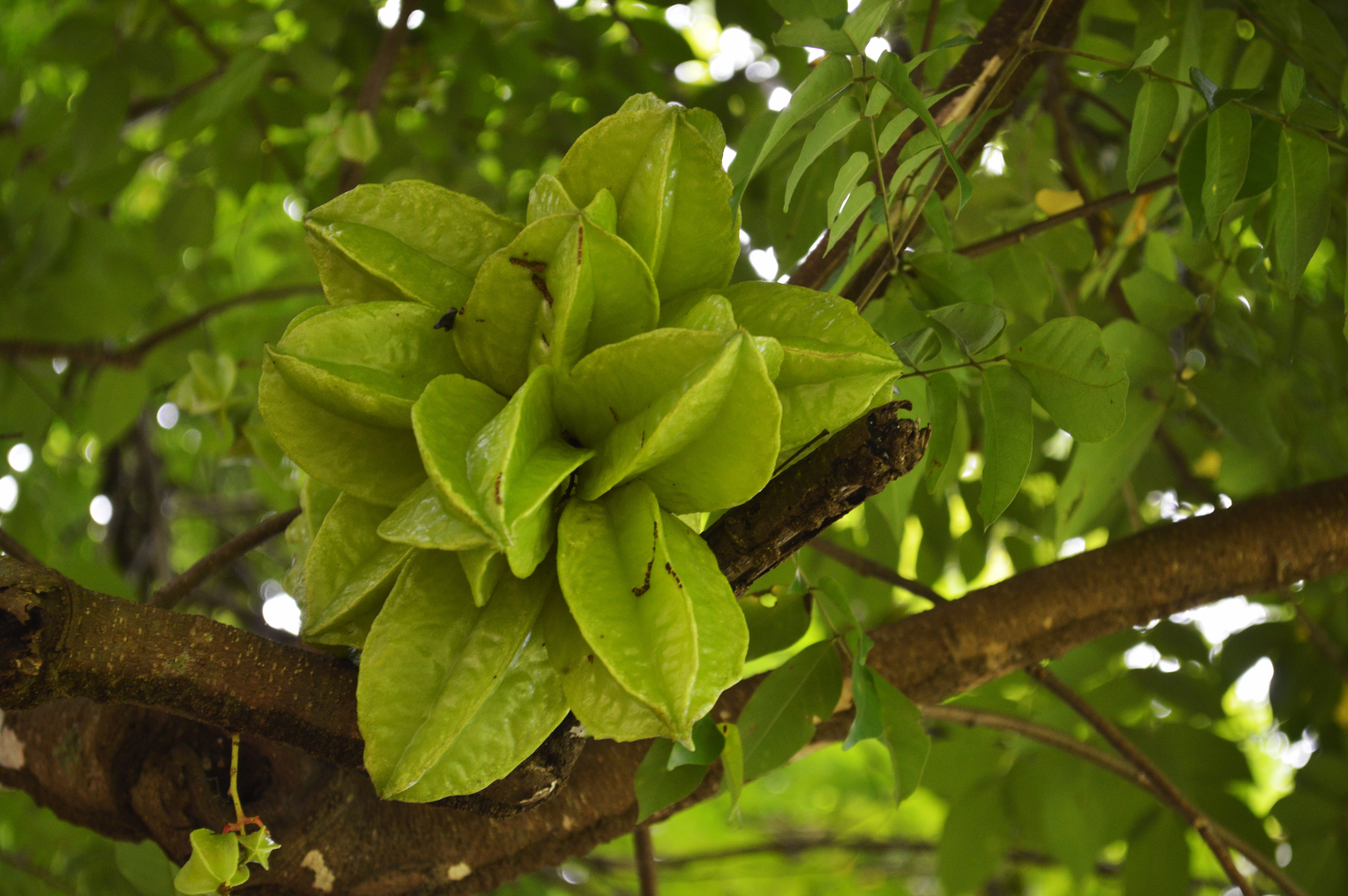 fruit, tasty, plant part, healthy, day, 5K, beauty in nature, healthy eating, leaves, exotic, outdoors, yellow, growth, green color, tree, low angle view, HD Wallpaper