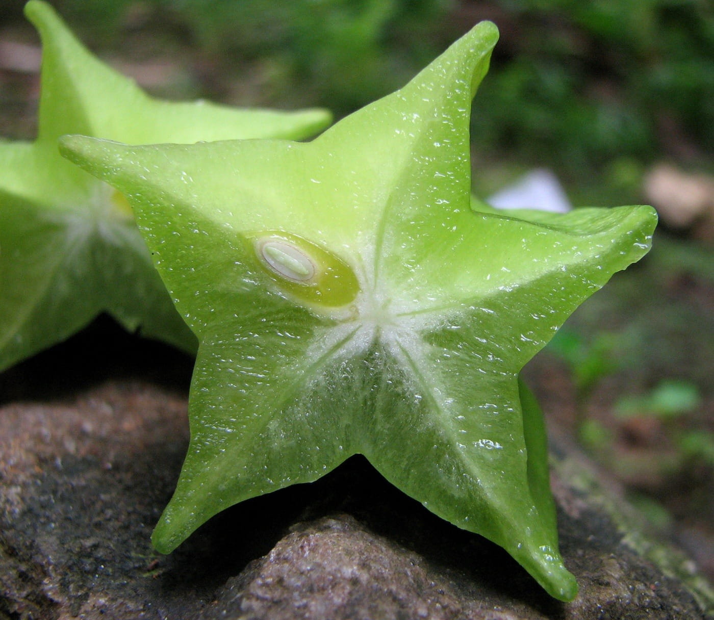 day, no people, wet, purity, fruit, Star Fruit, beauty in nature, dew, nature, star, common sorrel plant, water, outdoors, flower, drop, exotic, Averrhoa Carambola, HD Wallpaper