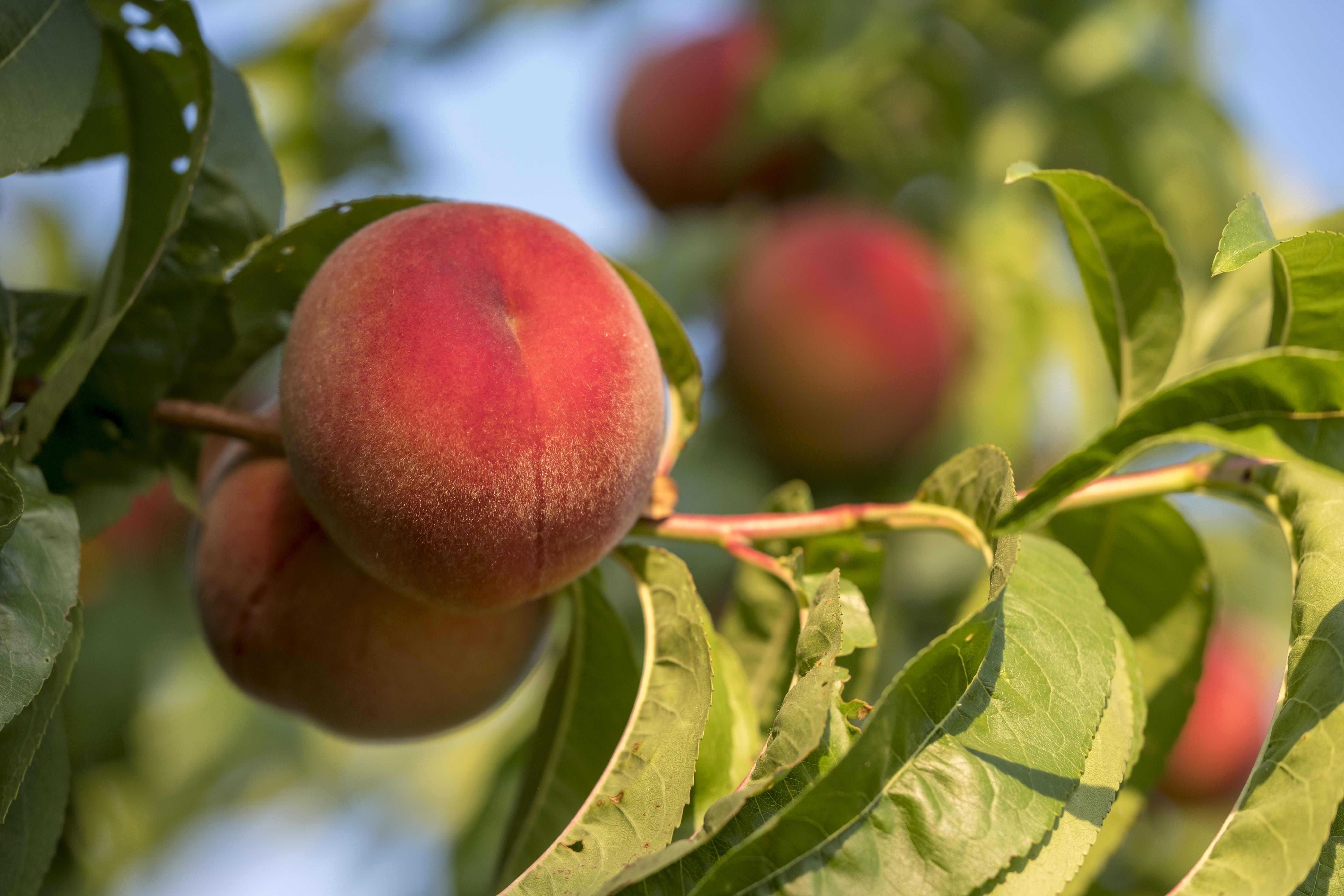outdoors, nature, ripe, freshness, green color, peaches, healthy eating, red, 5K, leaf, day, close-up, sugar, stone fruit, plant part, fructose, selective focus, HD Wallpaper