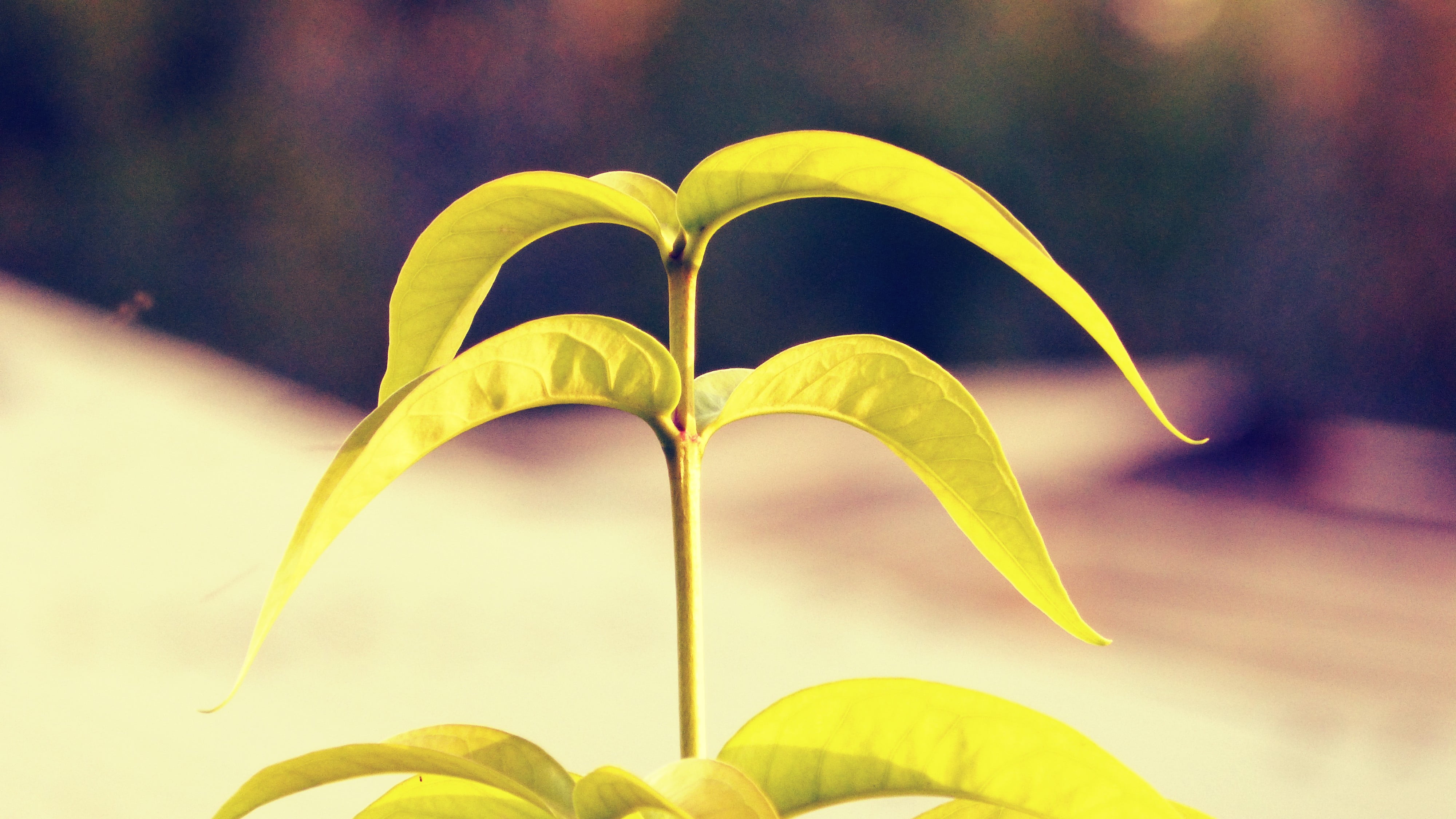 flower, yellow, fragility, focus on foreground, plants, growth, beauty in nature, freshness, positive emotion, heart shape, leaf, 4K, emotion, love, nature, HD Wallpaper