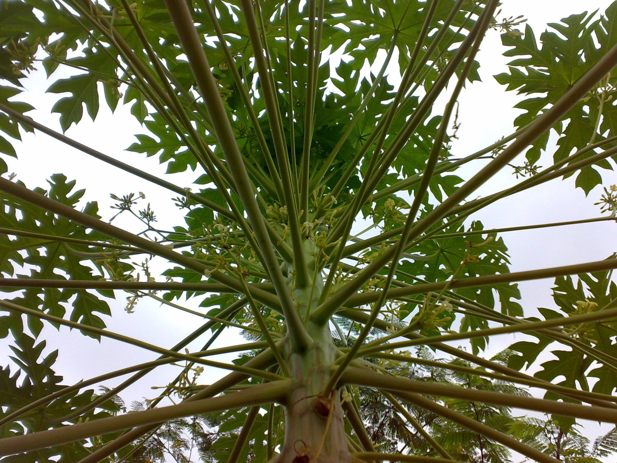 artistic, leaf, papaya, tree, 1080P, 3d and abstract, green, HD Wallpaper