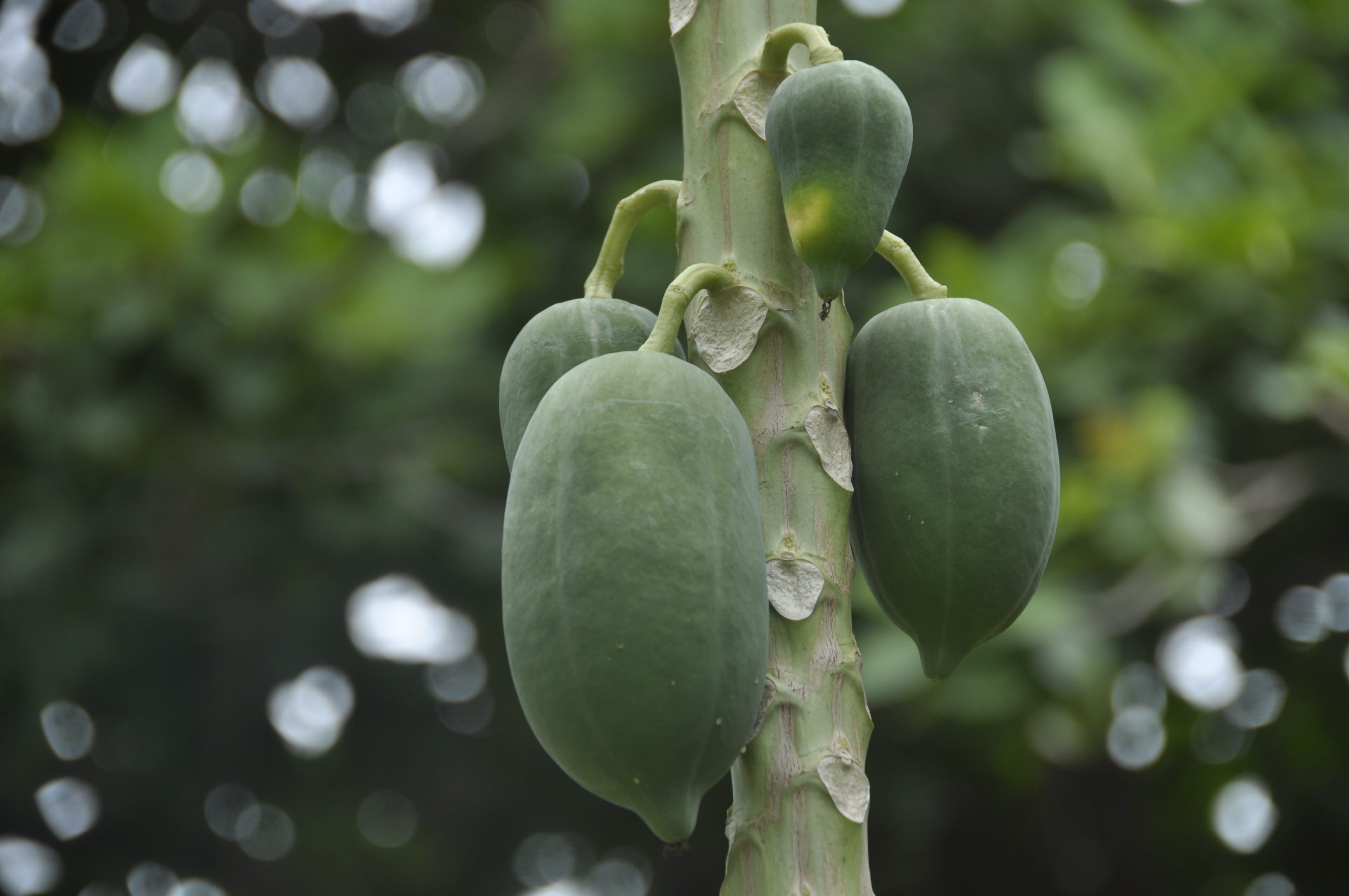 plant, day, focus on foreground, leaf, green, green color, wellbeing, healthy eating, outdoors, close-up, nature, forest, growth, tranquility, papaya, fruit, HD Wallpaper