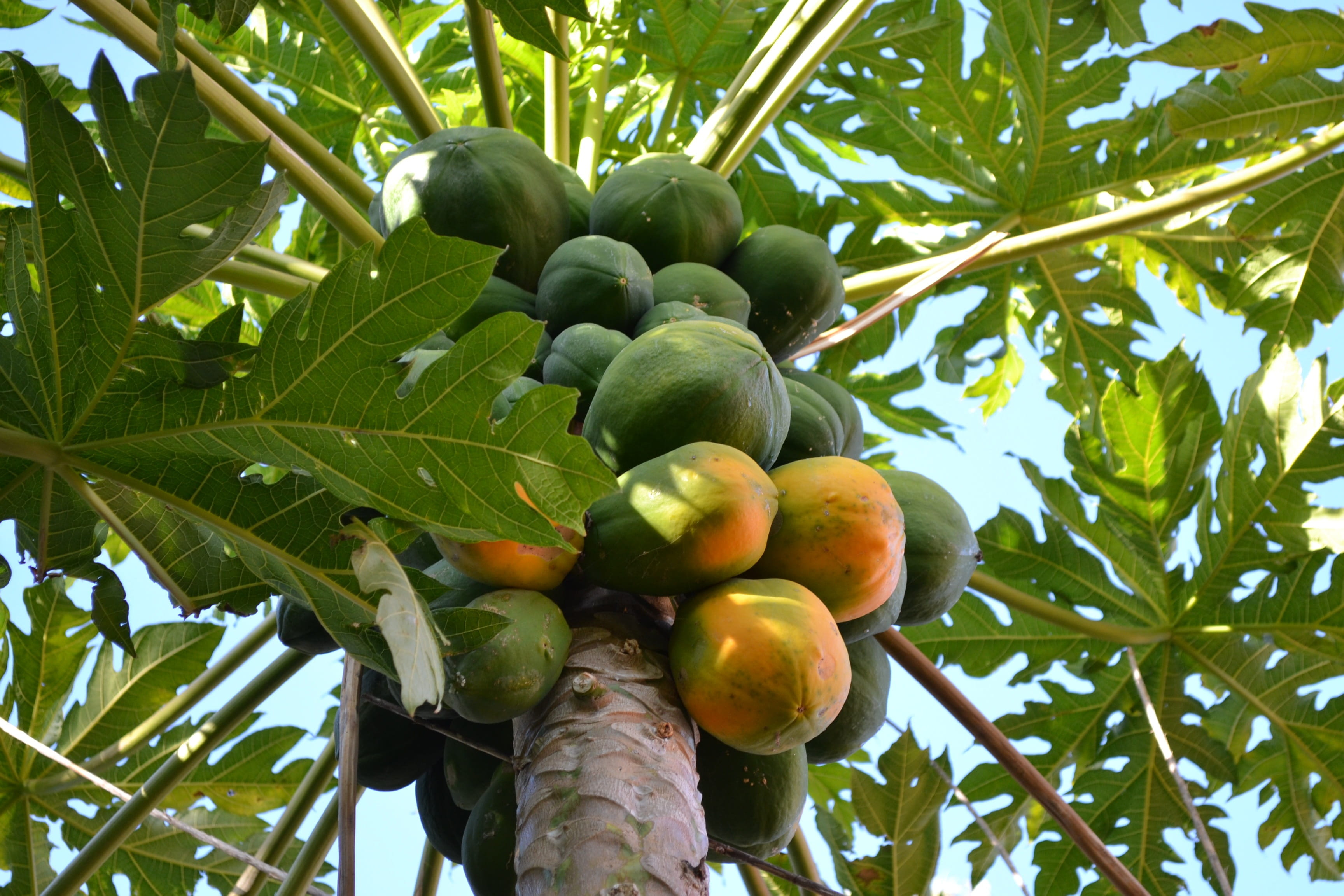 food and drink, mango, tree, beauty in nature, yellow, leaf, ripe, outdoors, hanging, branches, fruit, no people, low angle view, wellbeing, green, healthy eating, HD Wallpaper