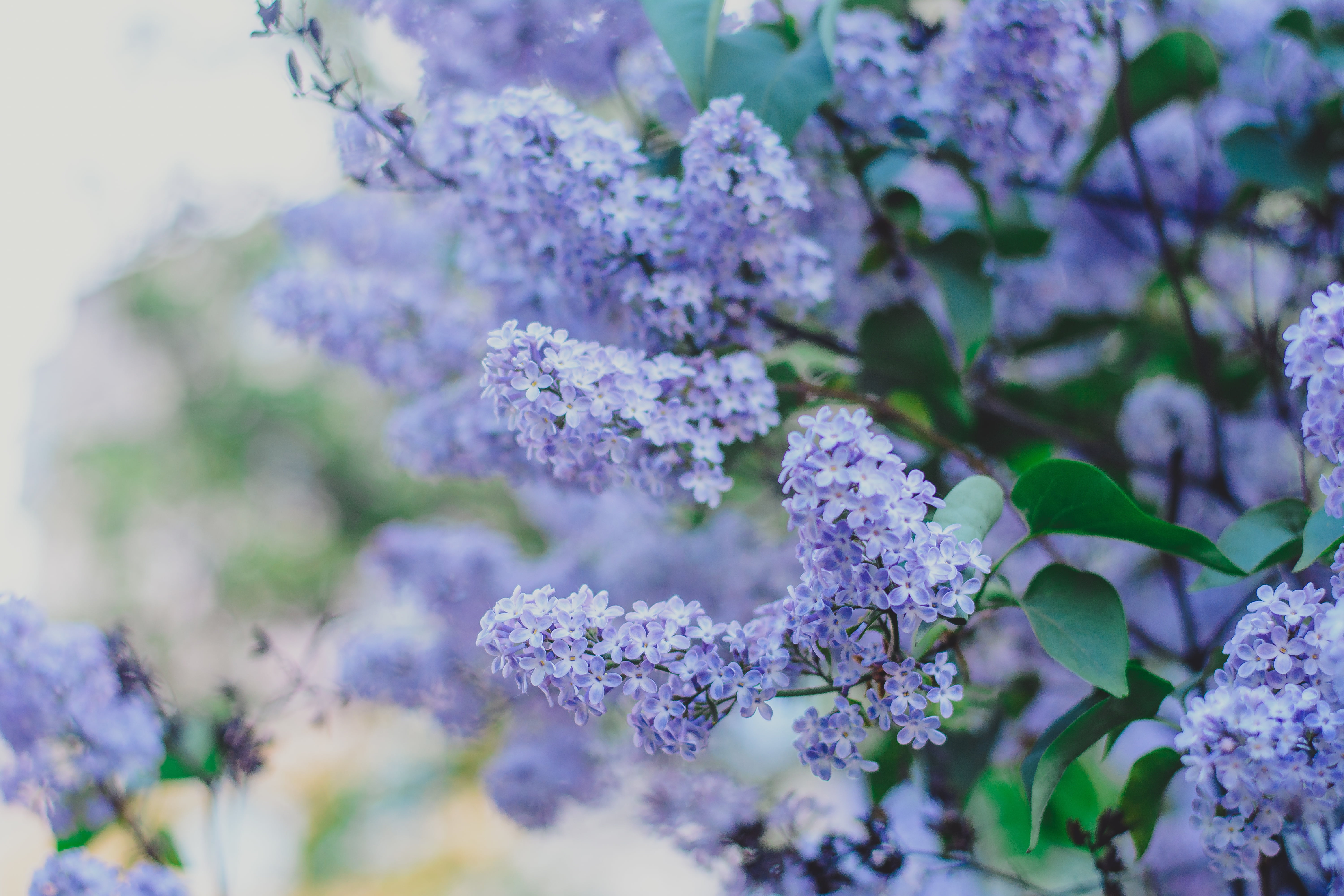 lilac, color, 5K, flowering, Kush, busok, spring, Bush, HD Wallpaper