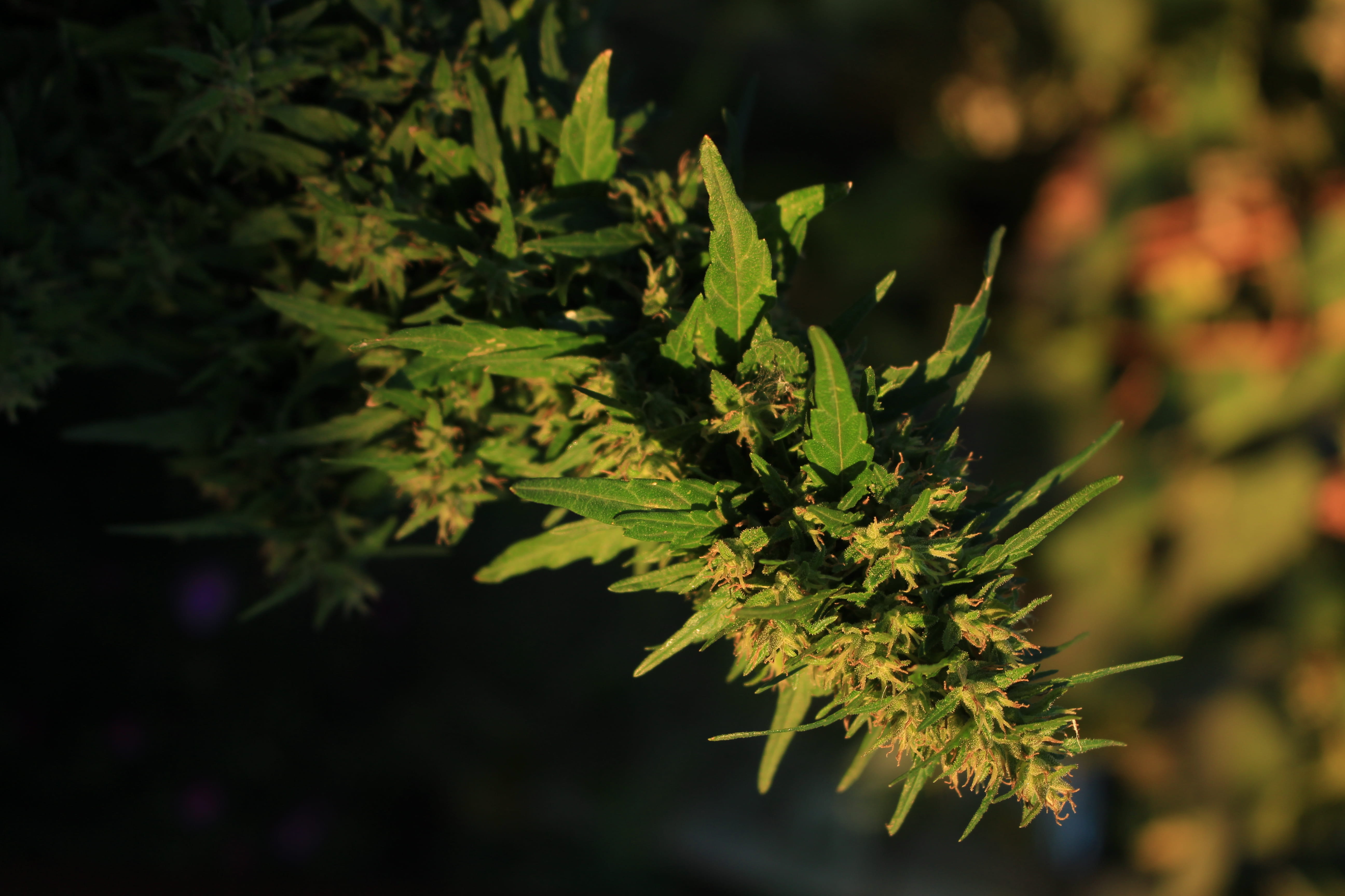 coniferous tree, kush, leaf, animal wildlife, close-up, spiky, animal, animals in the wild, beauty in nature, nature, sunlight, one animal, green color, HD Wallpaper