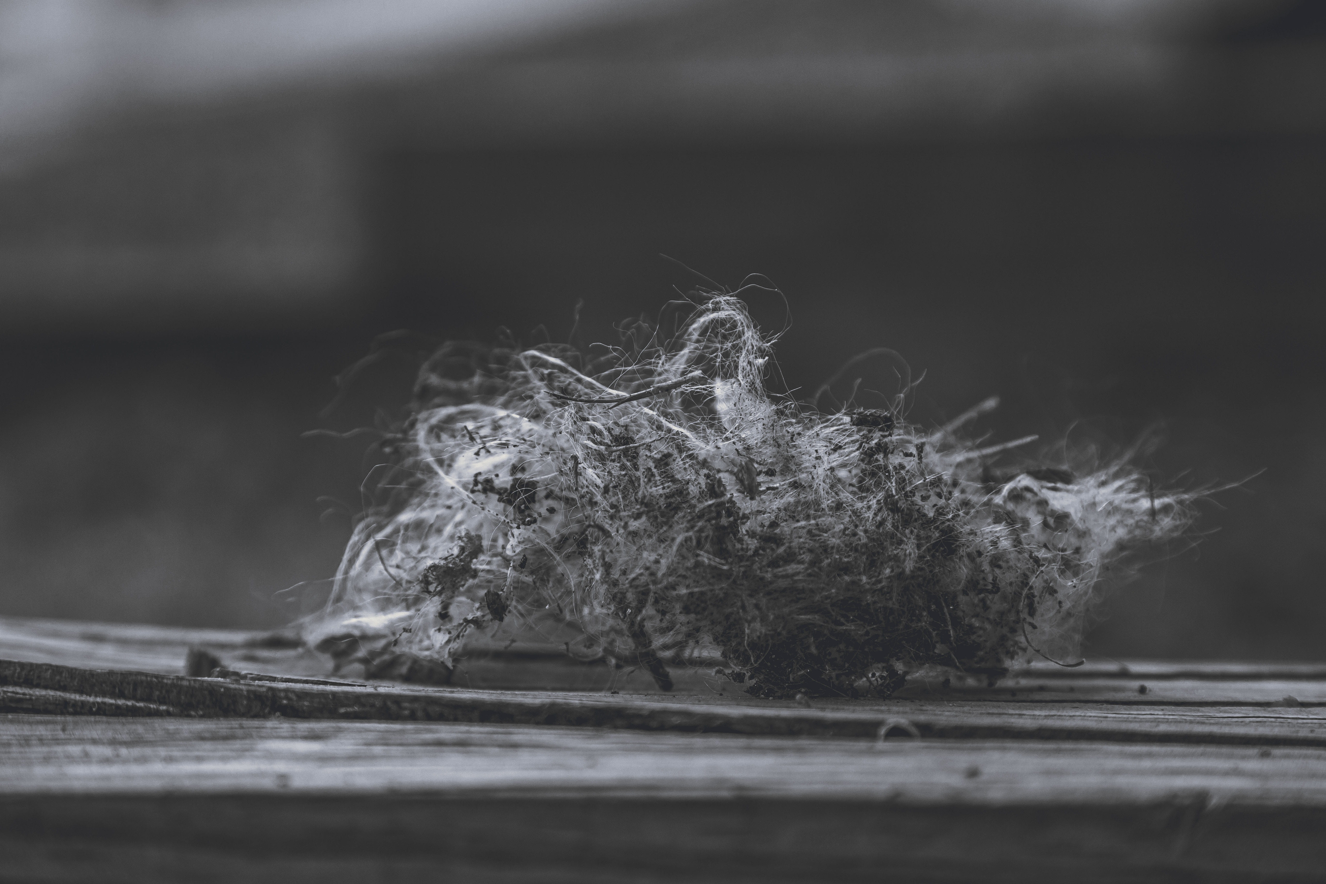 blurred background, outdoors, grayscale, plant, wooden table, wool, land, growth, landscape, tranquility, selective focus, nature, photography, fragility, HD Wallpaper