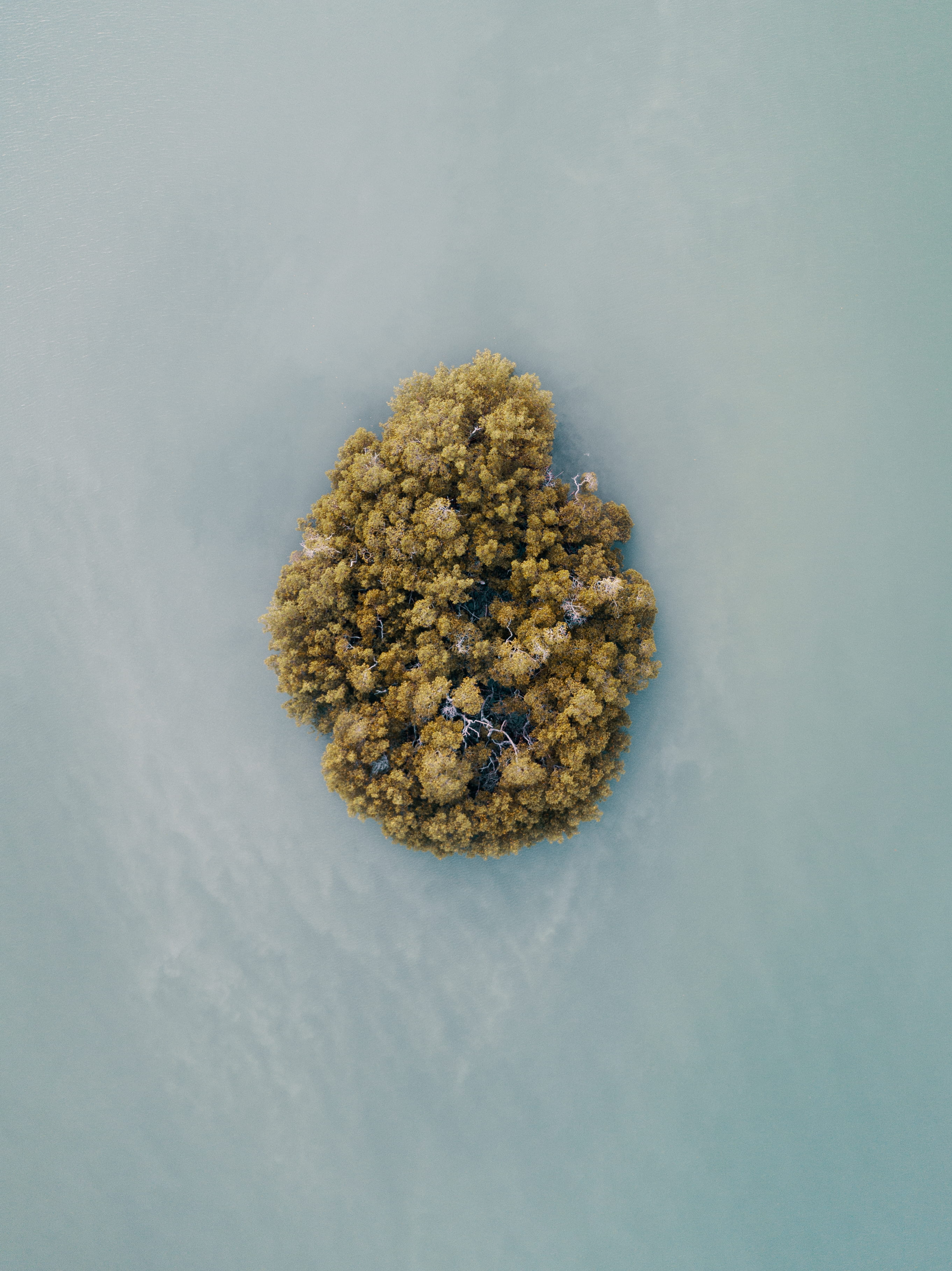 no people, birds eye view, marijuana - herbal cannabis, healthcare and medicine, food, cut out, herbal medicine, wellbeing, blue background, close-up, trees, Phone HD Wallpaper