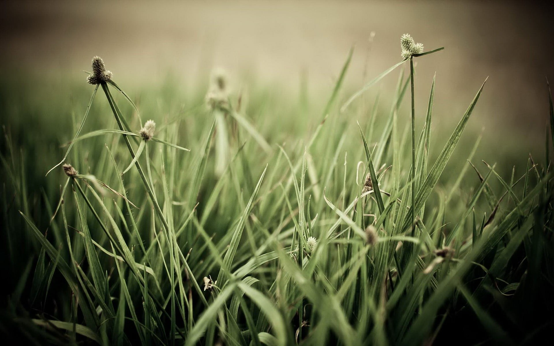close-up, macro, field, plants, gras, growth, leafed, agriculture, dew, nature, beauty in nature, green, selective focus, no people, tranquility, landscape, HD Wallpaper