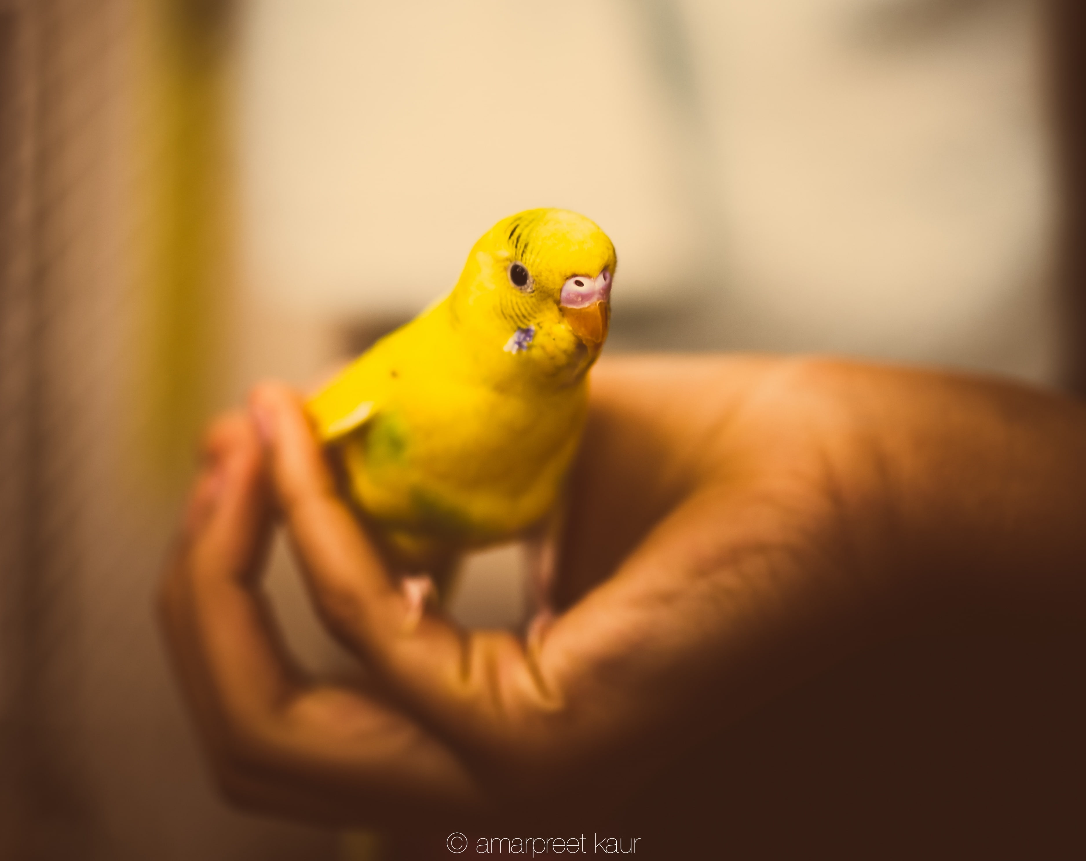 Yellow, Hand, budgerigar, human hand, black, Animals, one animal, one person, parakeet, care, selective focus, real people, Bird, close-up, holding, indoors, HD Wallpaper