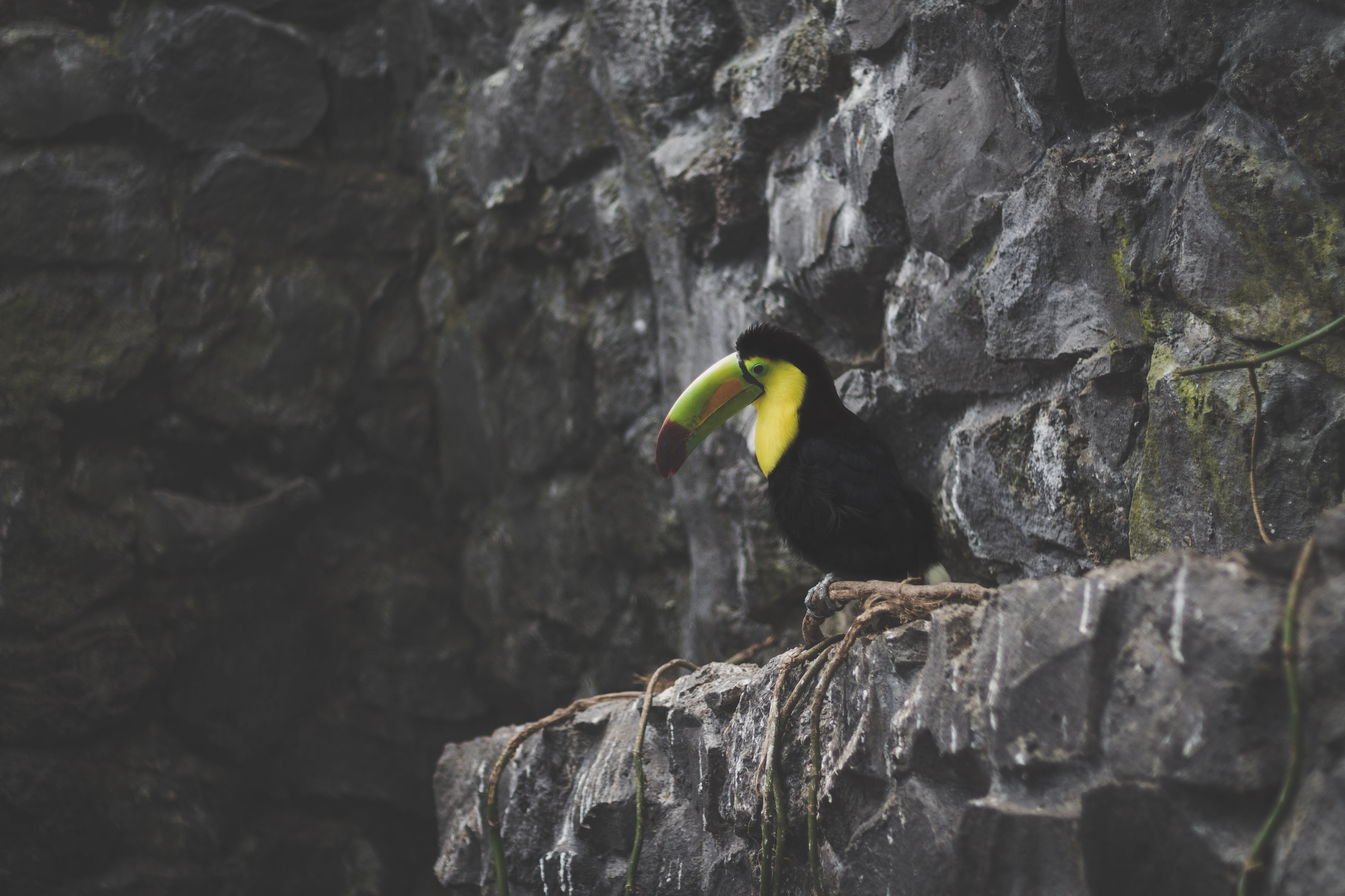 stone, outdoors, beak, animal, cliff, yellow, one animal, green, 5K, animal themes, animal wildlife, close-up, rock - object, rock, day, rock formation, HD Wallpaper