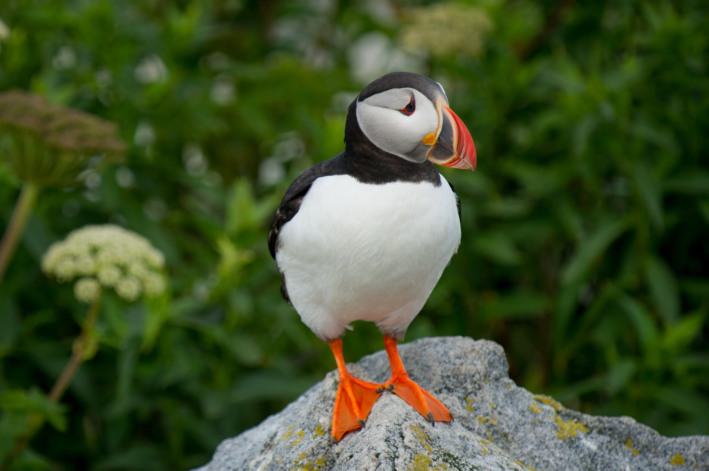 one animal, standing, puffin, perching, black, orange color, animal wildlife, plants, outdoors, fly, leaves, day, bird, 2K, wildlife, stone, rock - object, HD Wallpaper