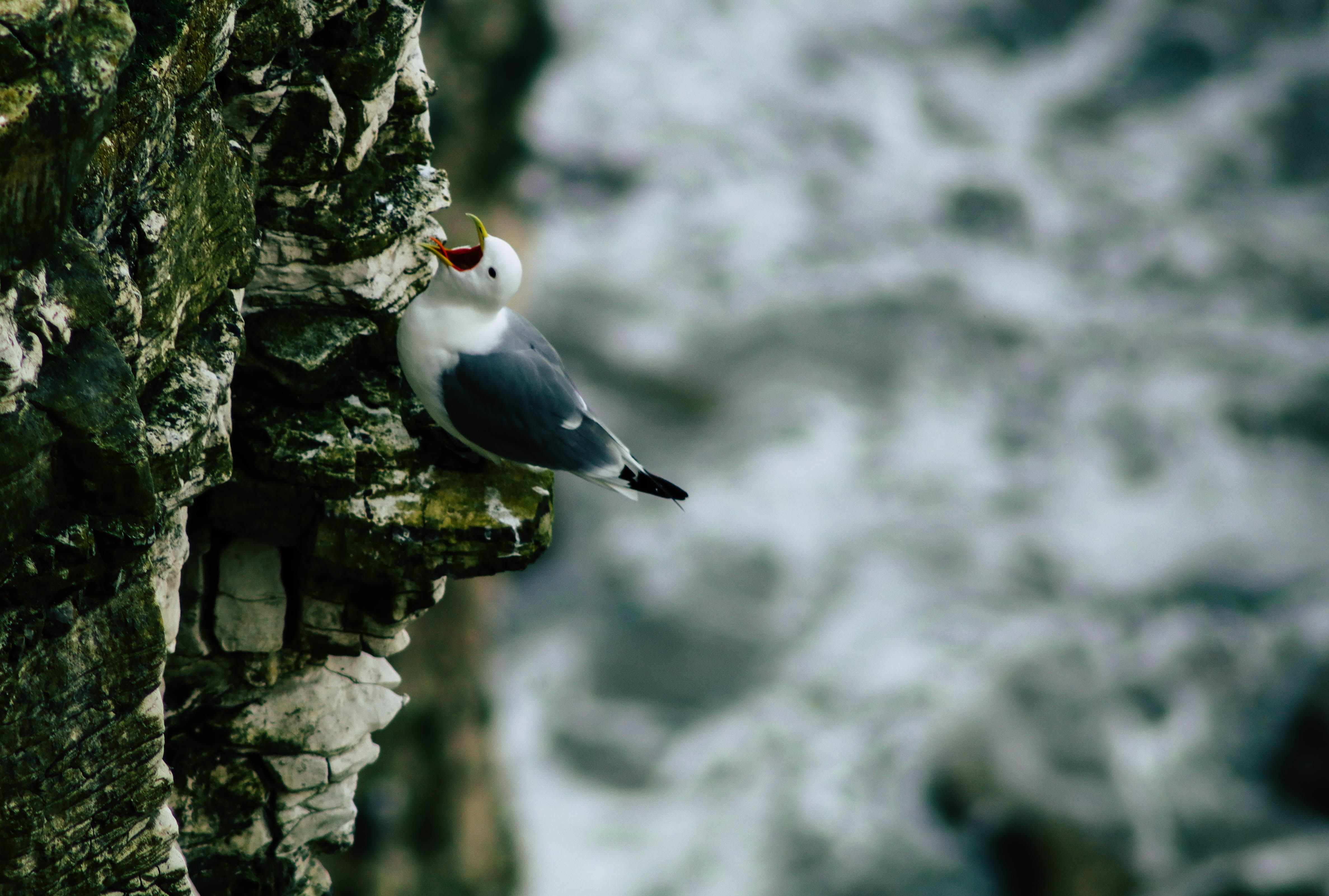 nature, tree trunk, animals in the wild, rock, gull, on top, perching, day, rock - object, gray, animal wildlife, no people, black, wildlife, formation, HD Wallpaper