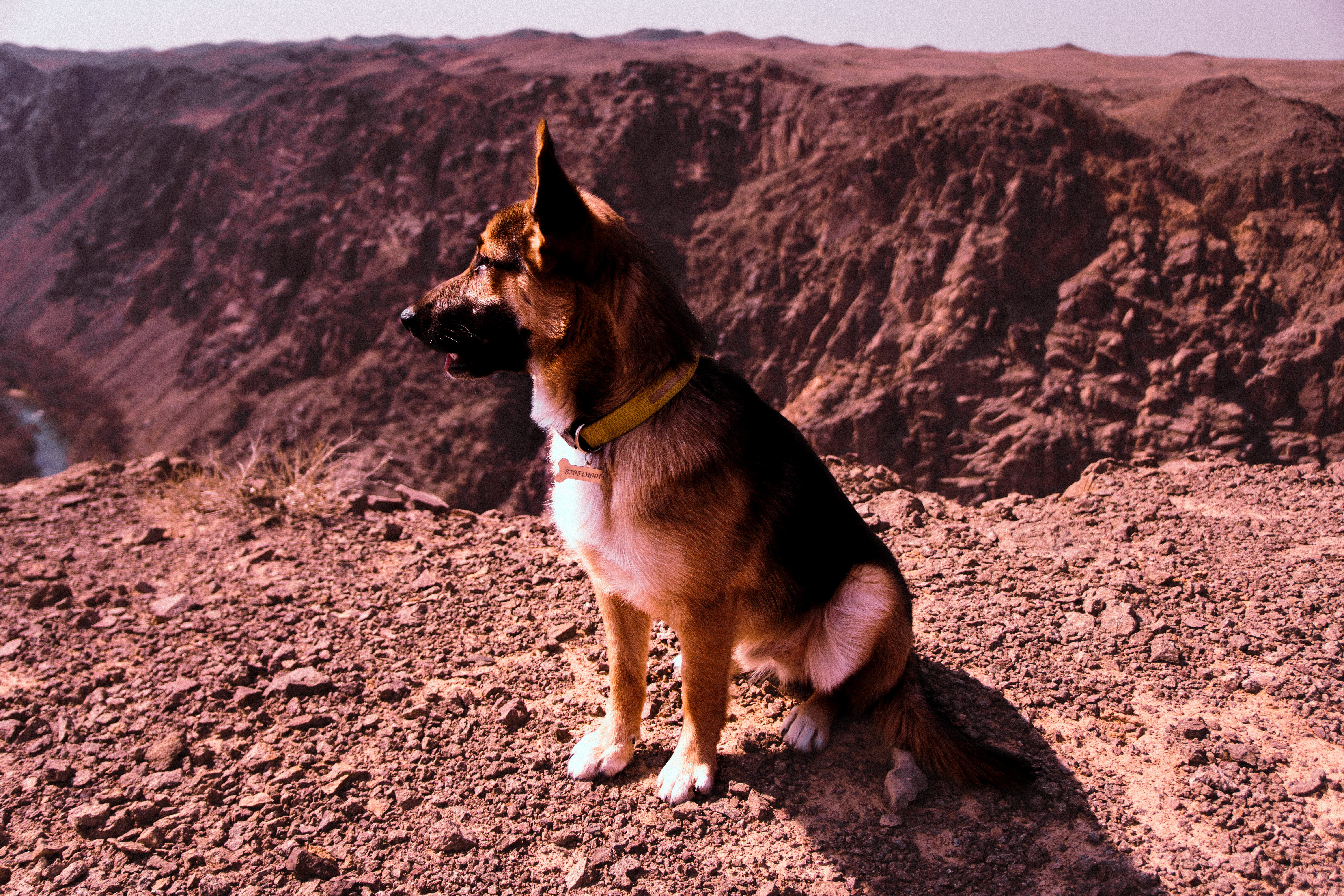 landscape, 5K, dry, animal themes, desert, pets, nature, short, scenic, no people, brown, dog, sand, coated, mammal, one animal, mountain, dog collar, HD Wallpaper