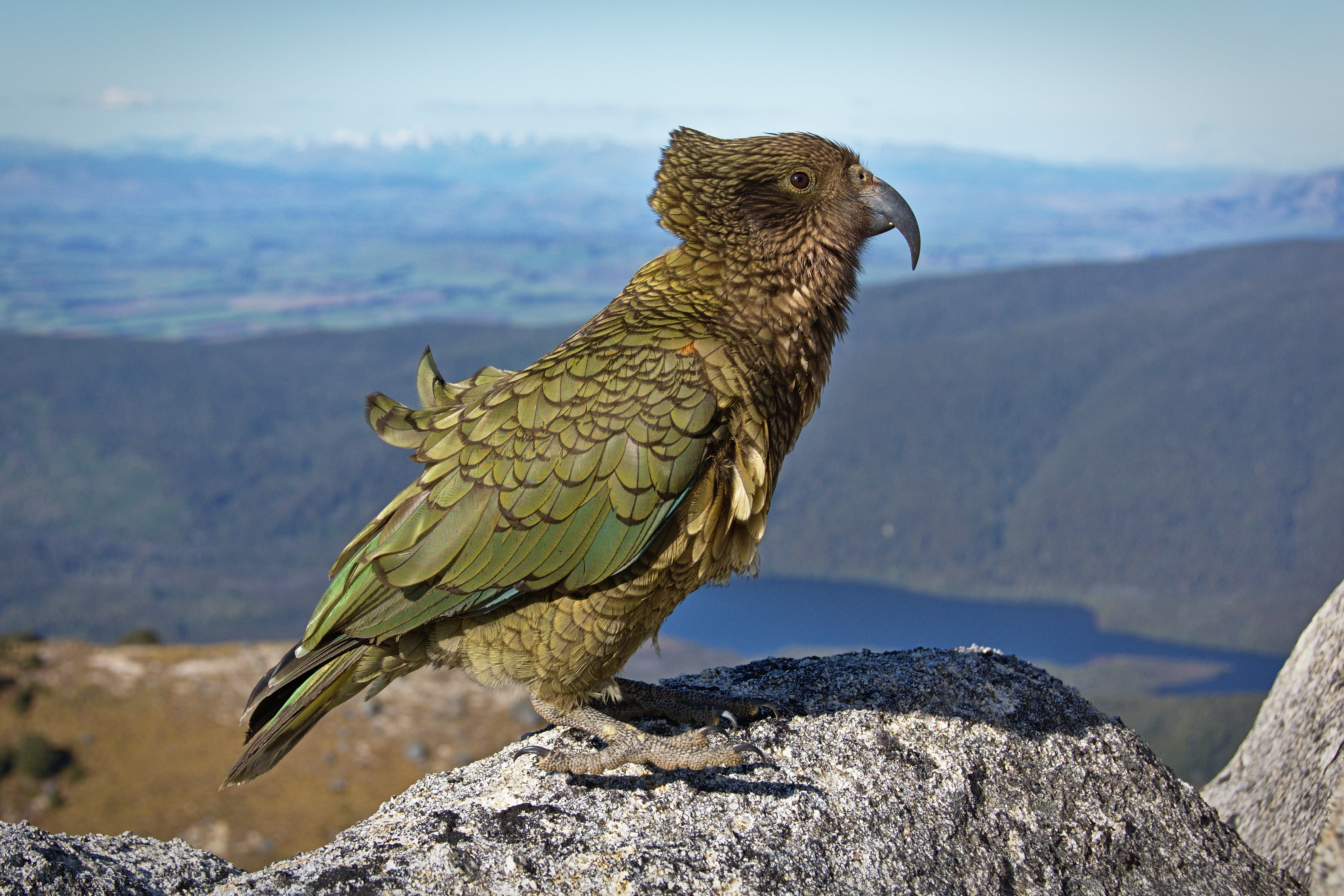 animals And Pets, animals in the wild, one animal, daytime, stone, outdoors, mountain parrot, vertebrate, water, animal, Bad hair day, brown, 4K, green, HD Wallpaper
