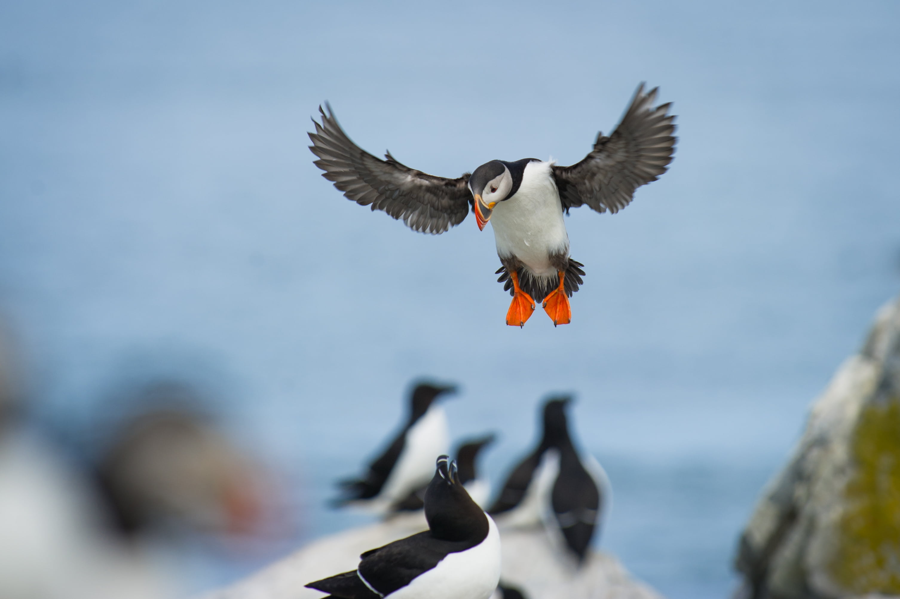 animal themes, flying, stone, bird, feather, animal wildlife, day, vertebrate, dom, duck, rock, animal, white, no people, motion, full length, clouds, fly, HD Wallpaper