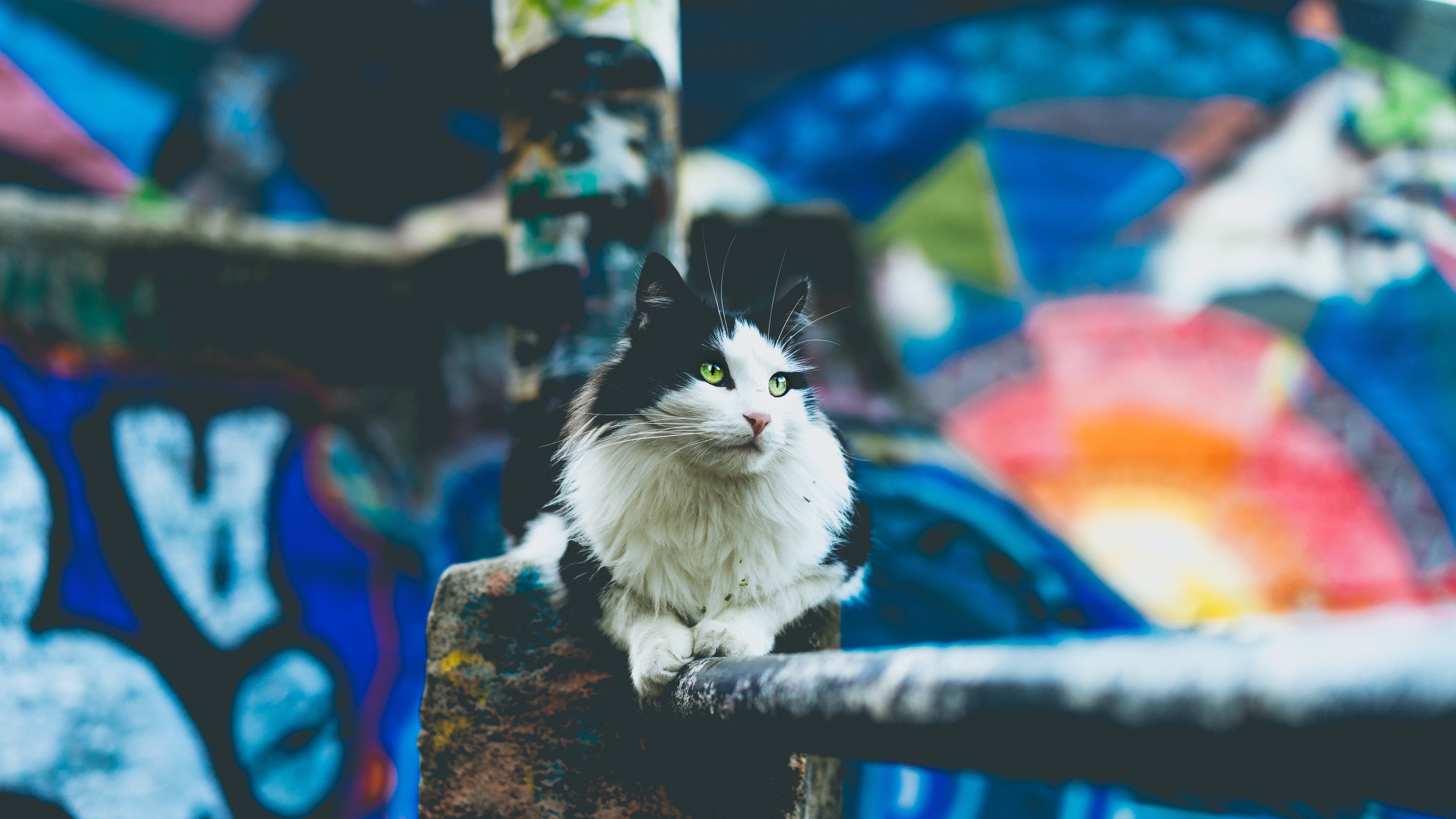 perching, pets, animal, metal, white, close-up, mammal, near, animal themes, animals in the wild, selective focus, standing, no people, 5K, cute, looking, HD Wallpaper