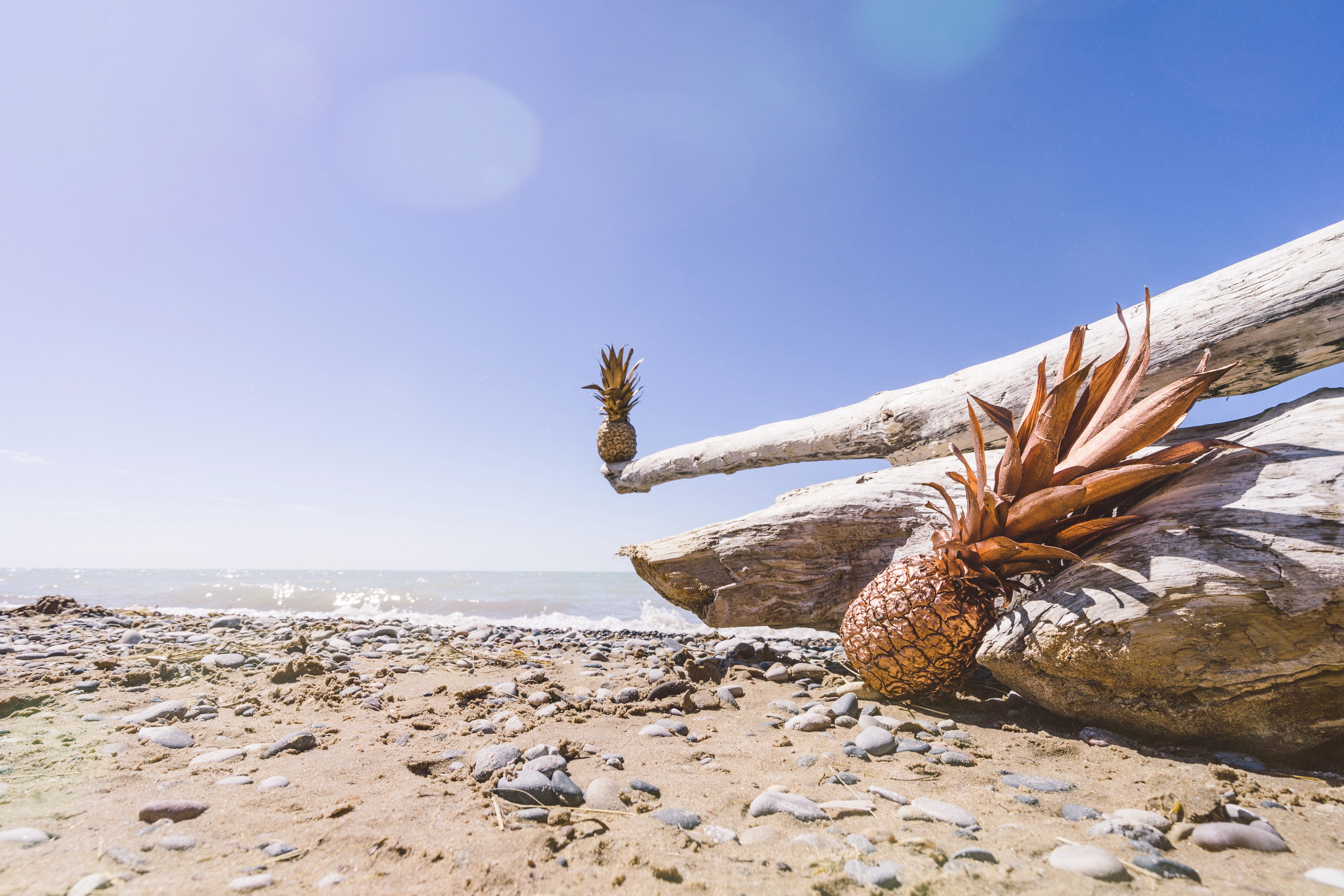 wood, environment, food, no people, pinery provincial park, dead plant, stone, nature, rock, clear sky, solid, art, canada, animal, beauty in nature, sea life, HD Wallpaper