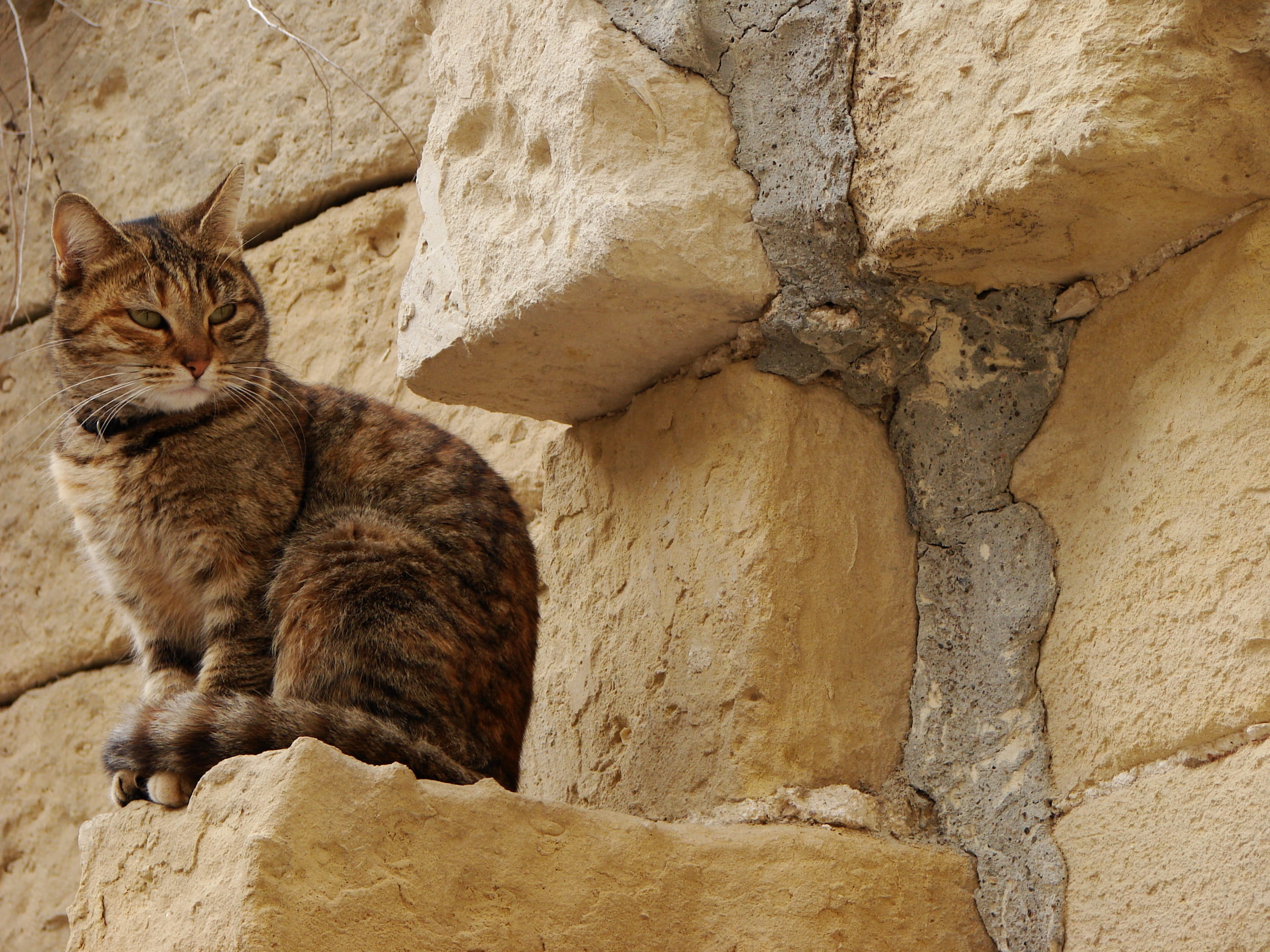 2K, adorable, one animal, daylight, sit, no people, kitten, rock - object, pets, cat, solid, looking, rock, relaxation, cute, kitty, black, whisker, animal themes, HD Wallpaper