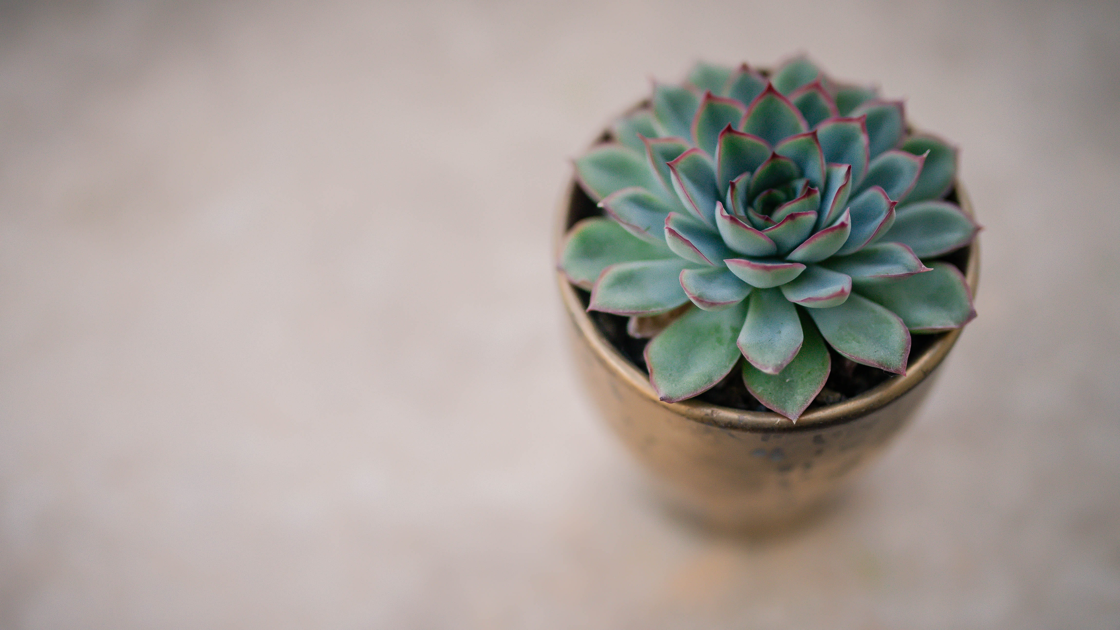 focus on foreground, green, plant part, flowering plant, flower head, plant, hobby, indoors, copy space, suculent, succulent, nature, flat, growth, close-up, HD Wallpaper