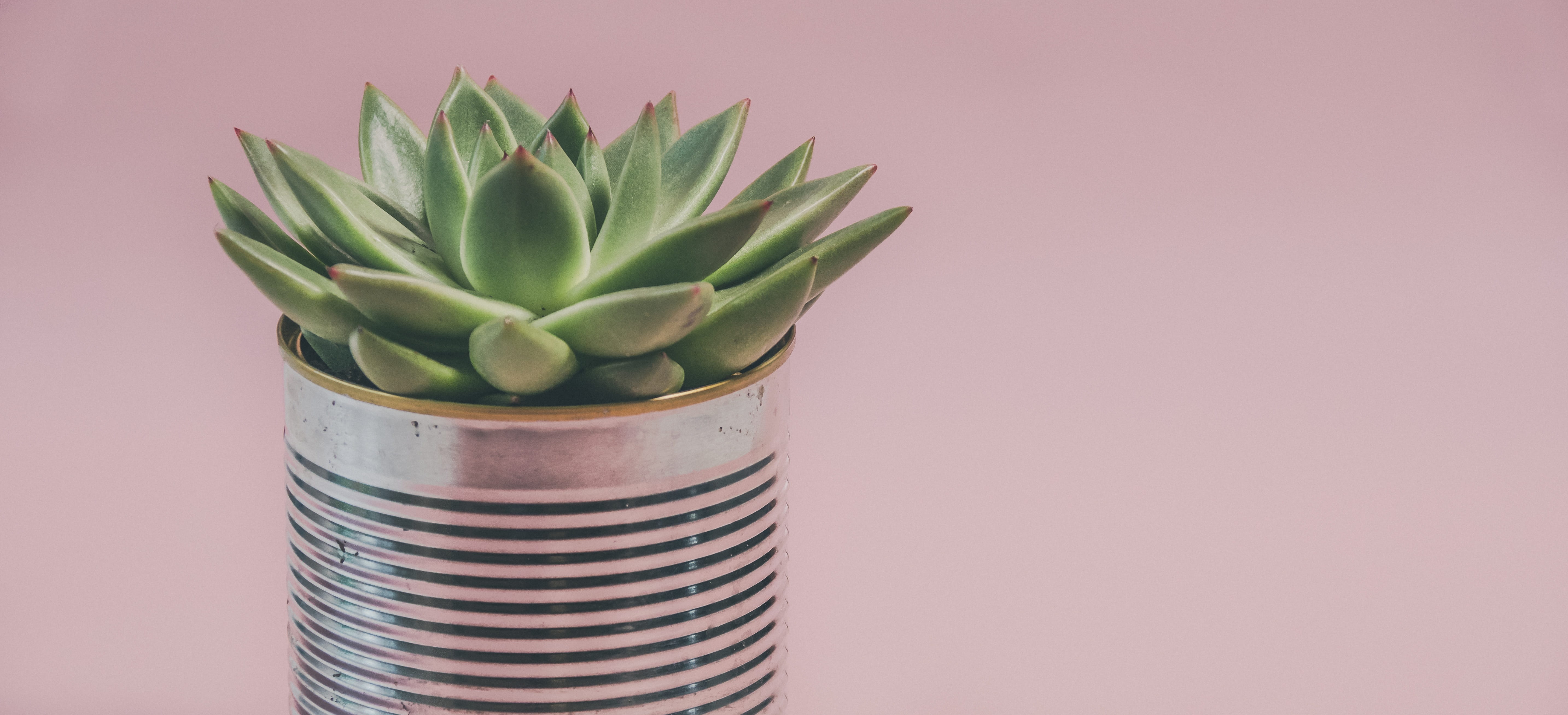 leaf, succulent plant, plant part, color, copy space, food and drink, cactus, 5K, no people, houseplant, studio shot, beauty in nature, plant, sheet, nature, HD Wallpaper