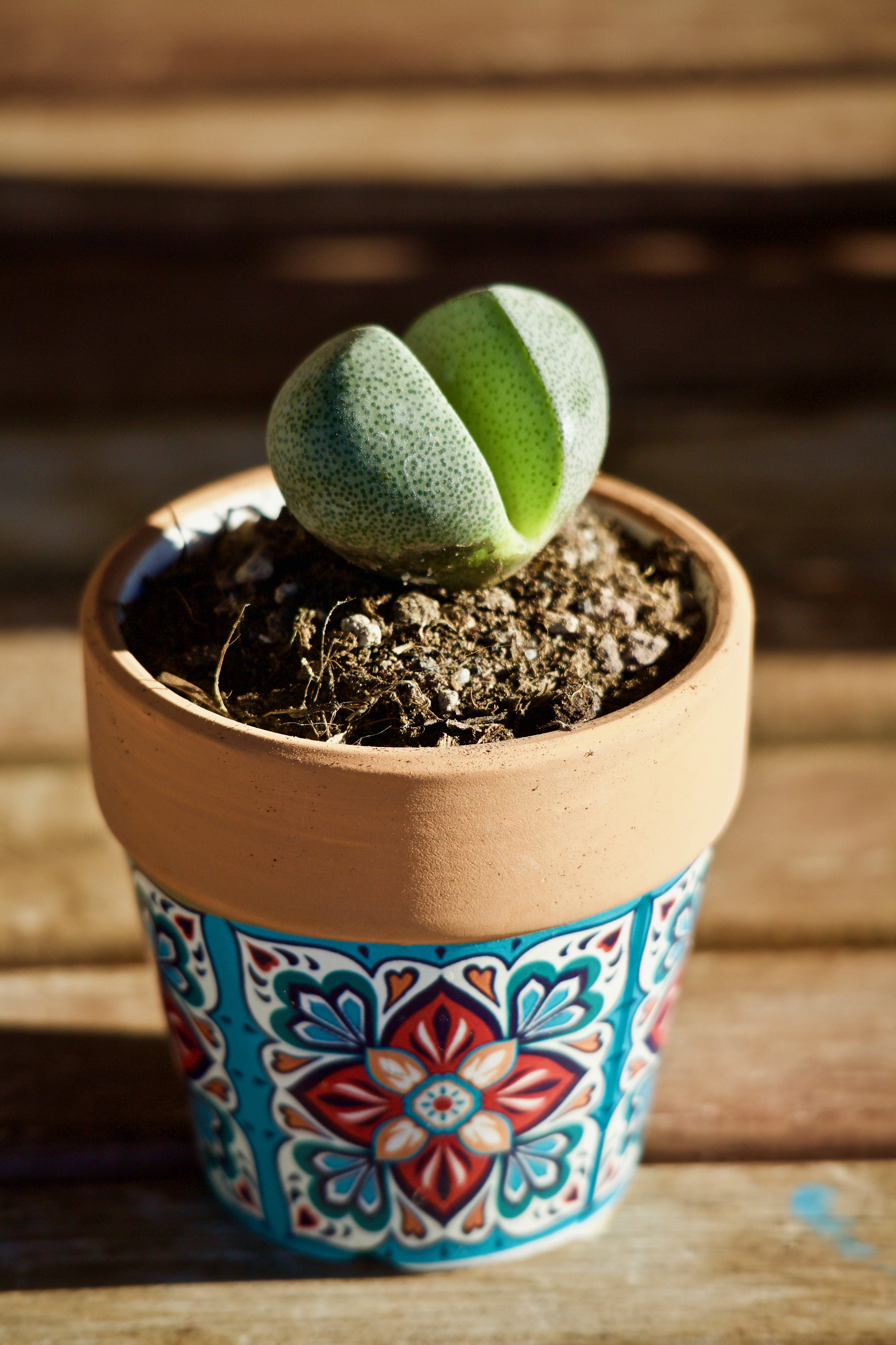 beginnings, 5K, close-up, food and drink, healthy eating, food, lithops, terrace, green color, green, plant stone, indoors, focus on foreground, garden, Phone HD Wallpaper