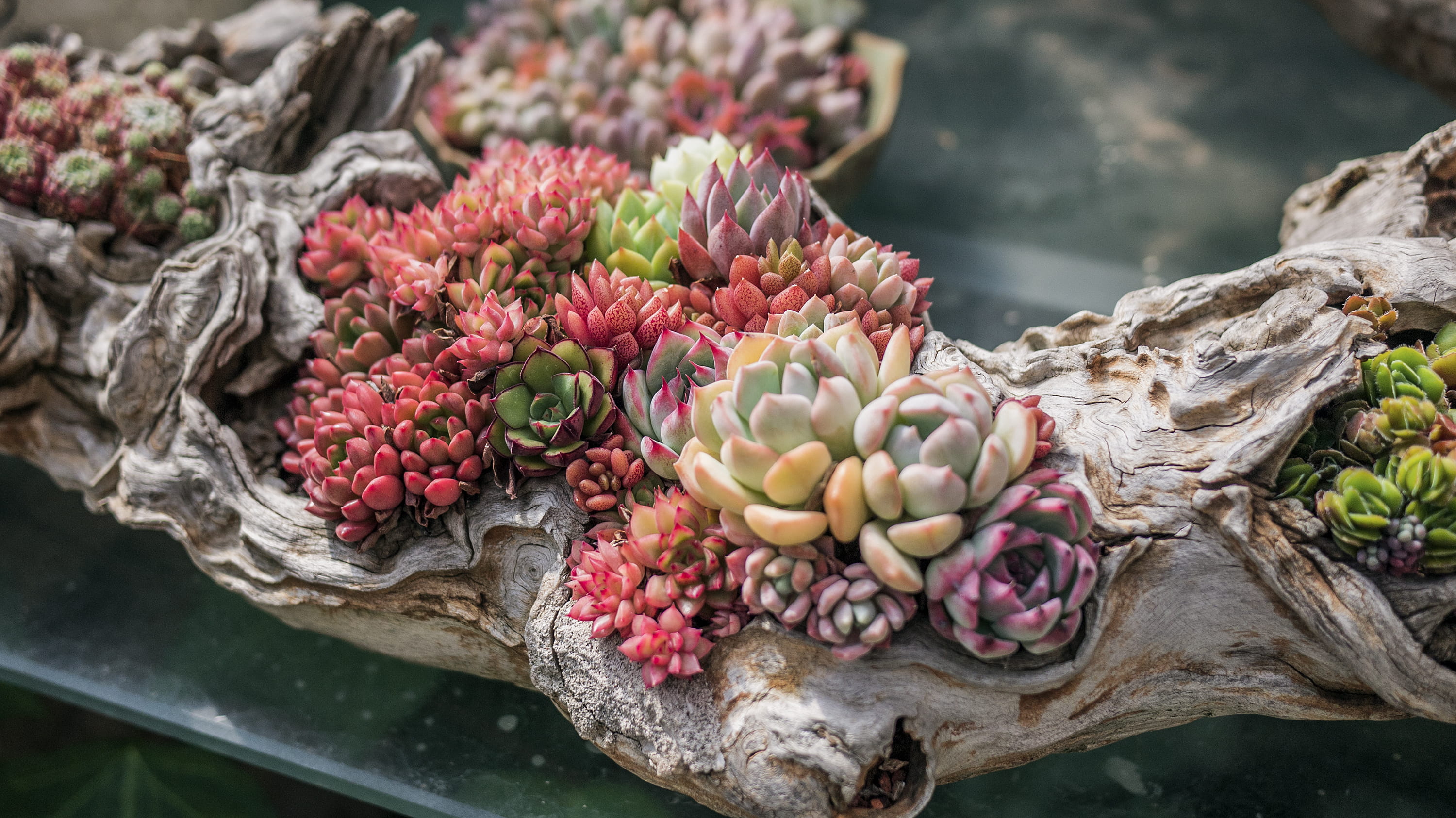 growth, leaf, plant, succulent, beauty in nature, focus on foreground, branch, pink, day, tree, nature, fruit, freshness, close-up, no people, green, red, HD Wallpaper