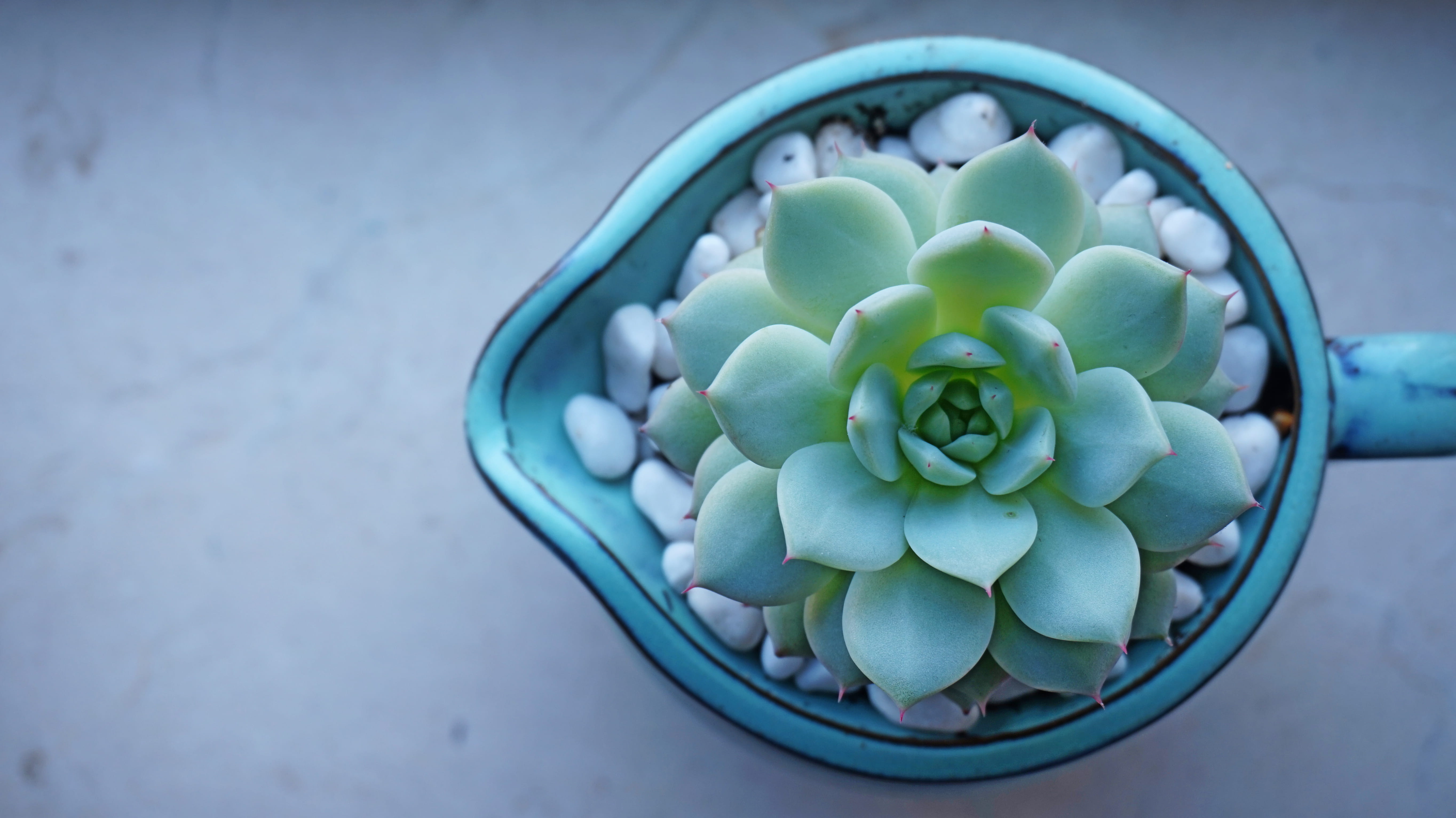 still life, bowl, succulent plant, flower, directly above, turquoise colored, 5K, focus on foreground, fruit, food, large group of objects, food and drink, HD Wallpaper