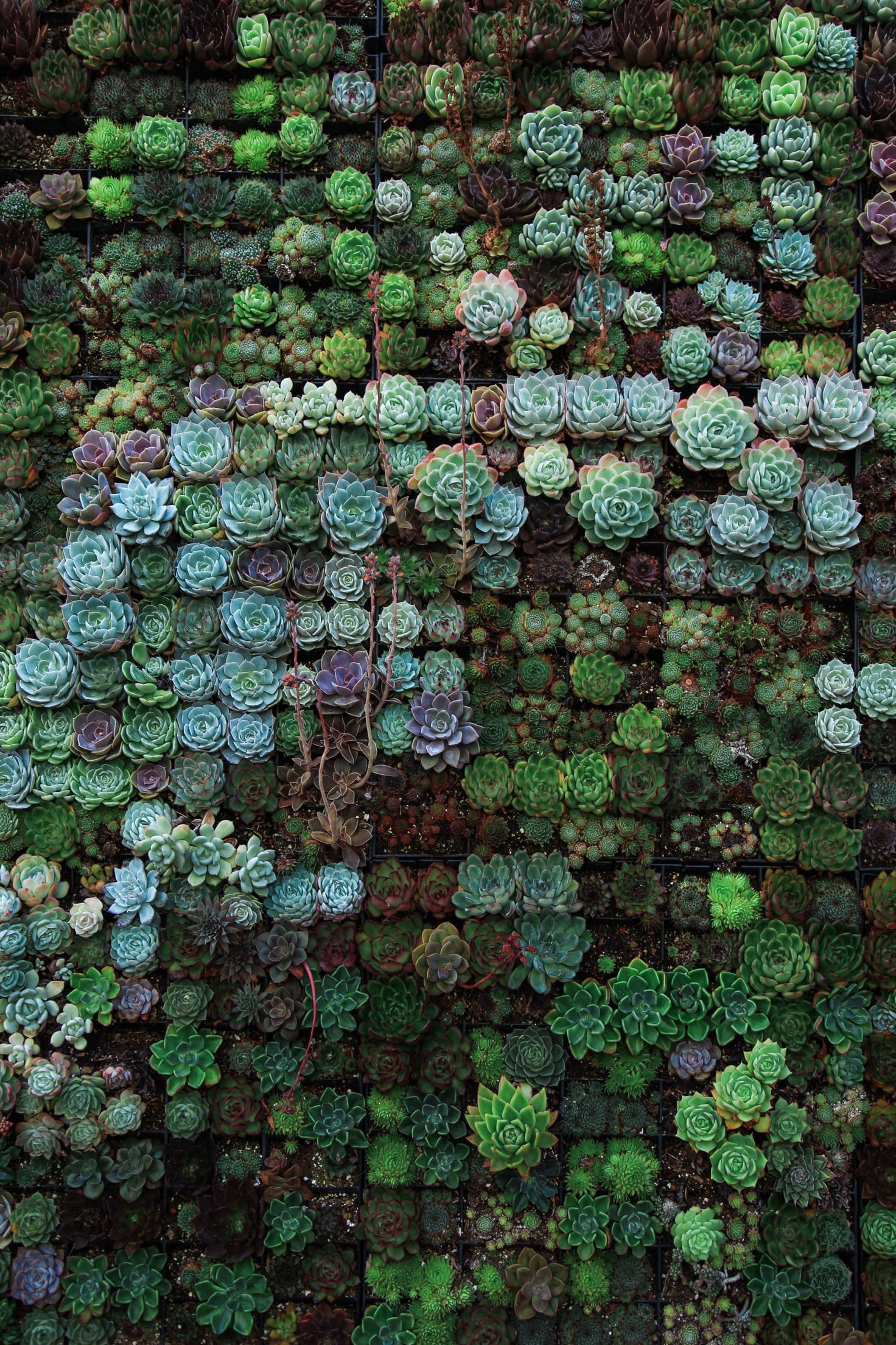 no people, brick wall, plant, abundance, textured, built structure, plants, pattern, full frame, succulent, green, 1080P, growth, flower, freshness, wall, Phone HD Wallpaper