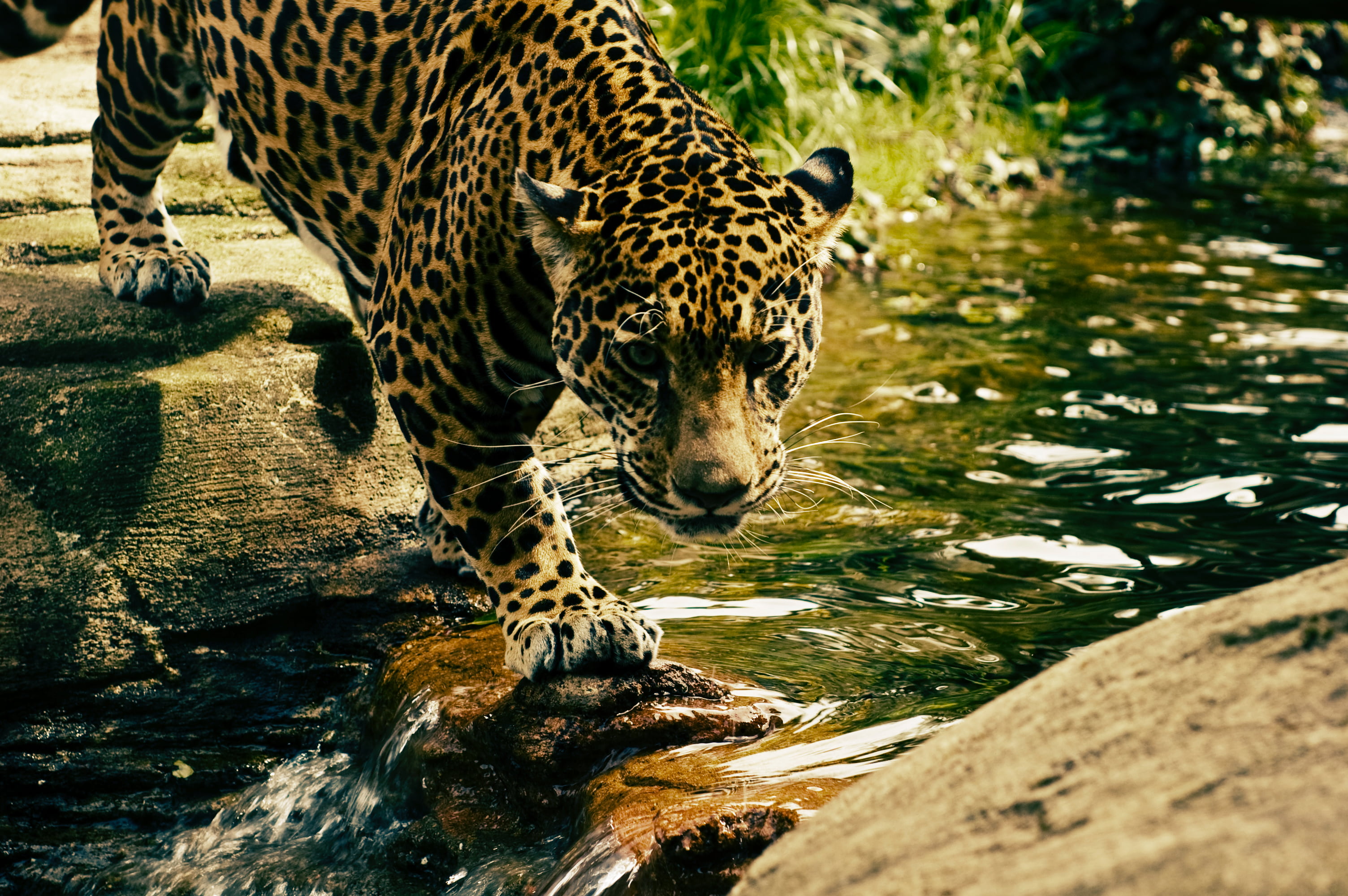 big cat, safari Animals, day, wildlife, sports, water, daytime, solid, animal, jaguar, brown, river, no people, 2K, rock, outdoors, black, feline, crossing, HD Wallpaper