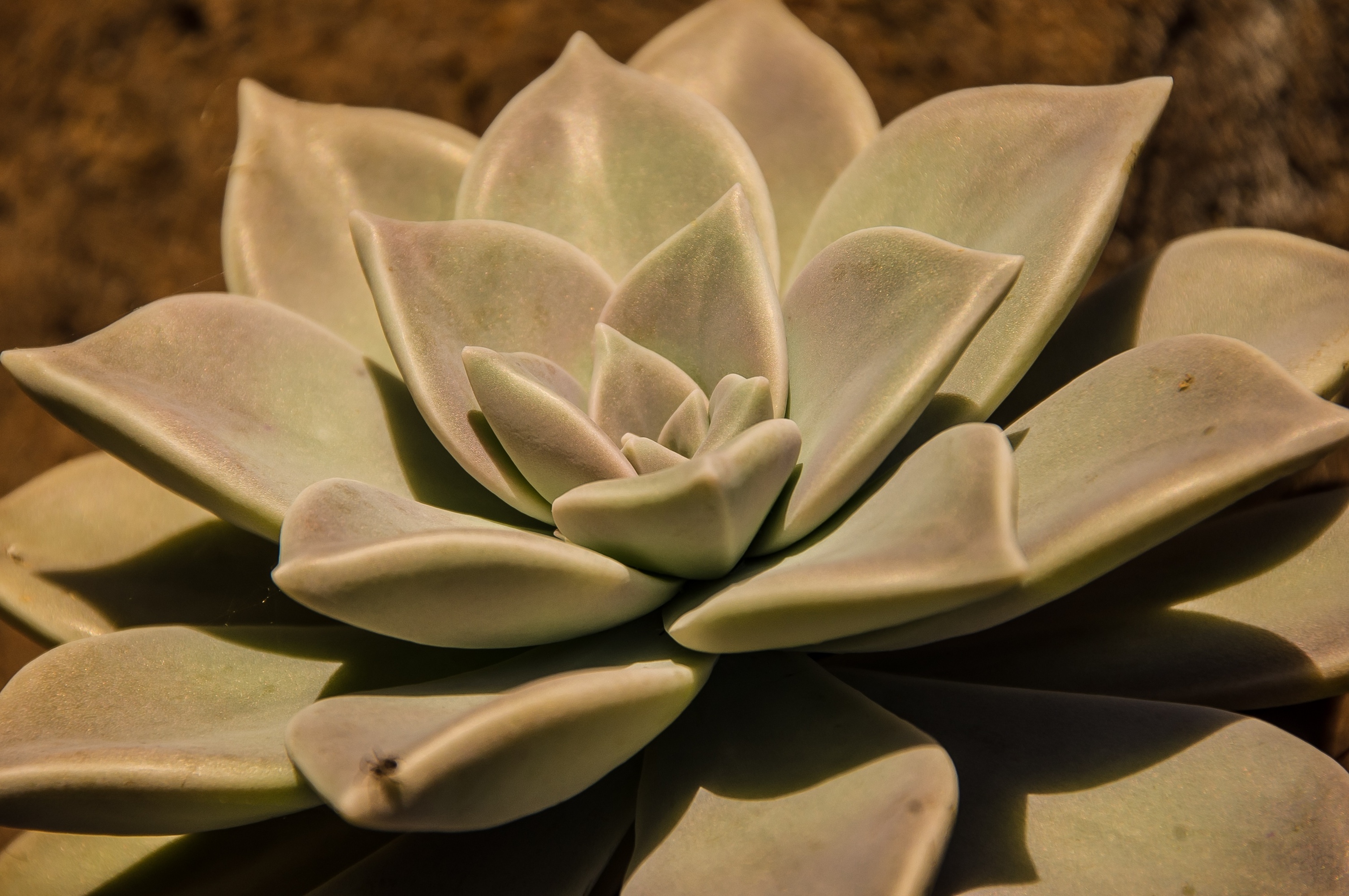 plant, flower head, flower, growth, succulent plant, freshness, fragility, close-up, flowering plant, day, vulnerability, outdoors, 2K, beauty in nature, HD Wallpaper