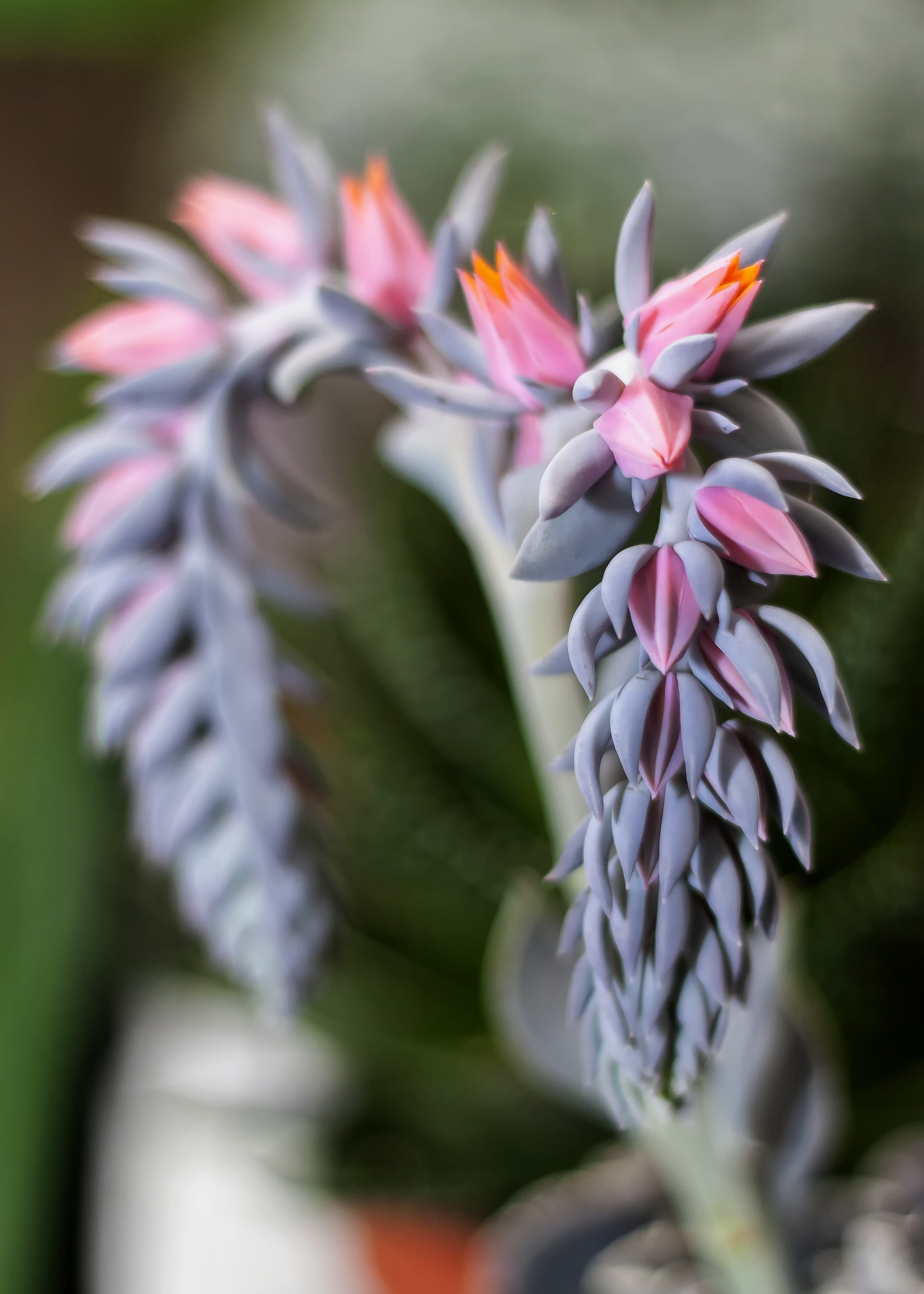 purple, blossom, selective focus, vulnerability, succulent plant, waxflower, nature, grey, no people, 2K, flower, structure, Orange, outdoors, inflorescence, Phone HD Wallpaper