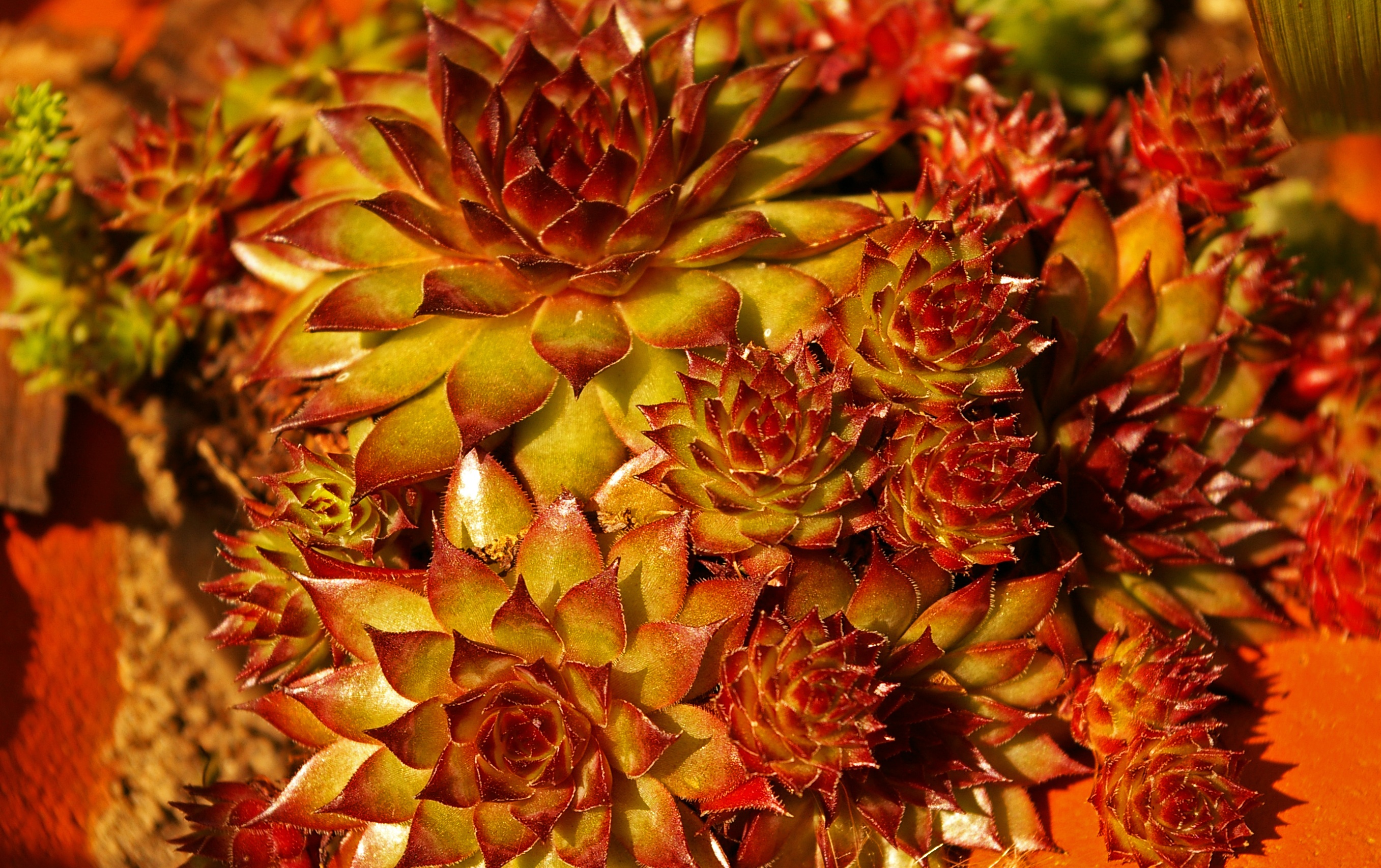 freshness, focus on foreground, no people, full frame, day, flowering plant, saxifrage, pointy red, close-up, flower head, flower bed, growth, thick sheet greenhouse, HD Wallpaper