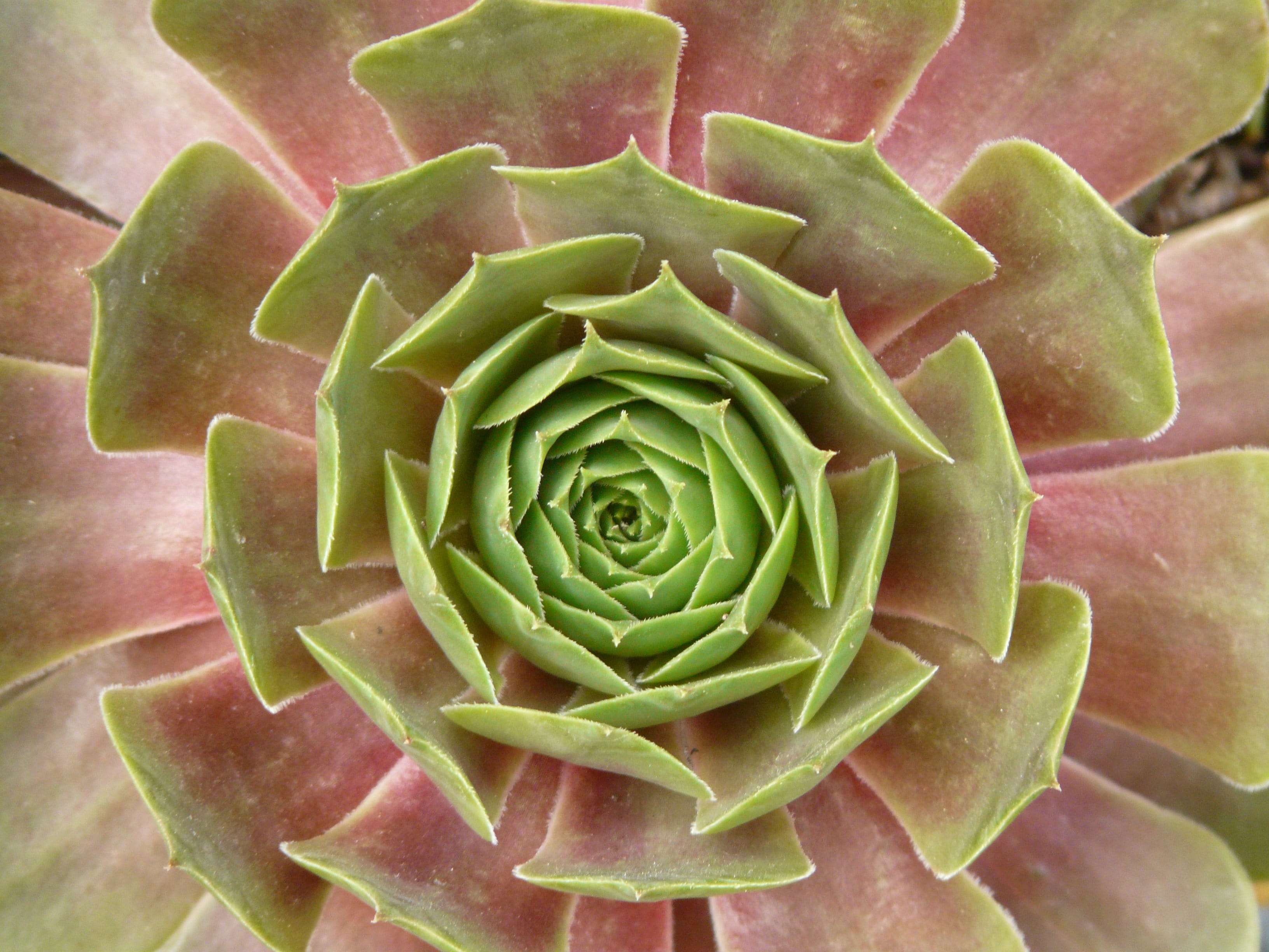 cactus, roof houseleek, day, freshness, green, ordinary house turmeric, plant part, food and drink, light, thick sheet greenhouse, inflorescence, no people, HD Wallpaper