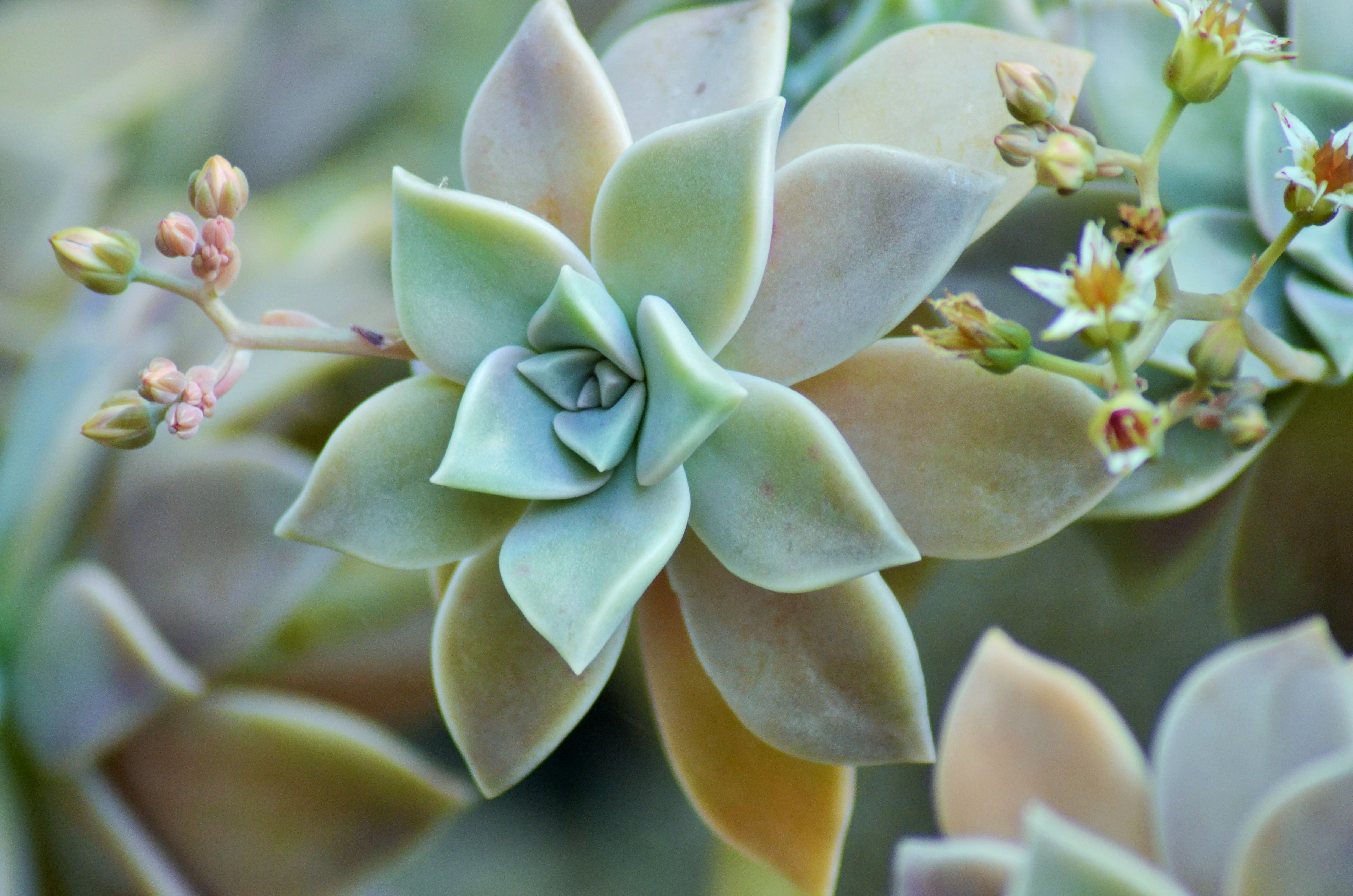 succulent plant, focus on foreground, cactus, wild, rosette, flower, no people, beauty in nature, petal, freshness, plant, focus, flora, springtime, succulent, HD Wallpaper