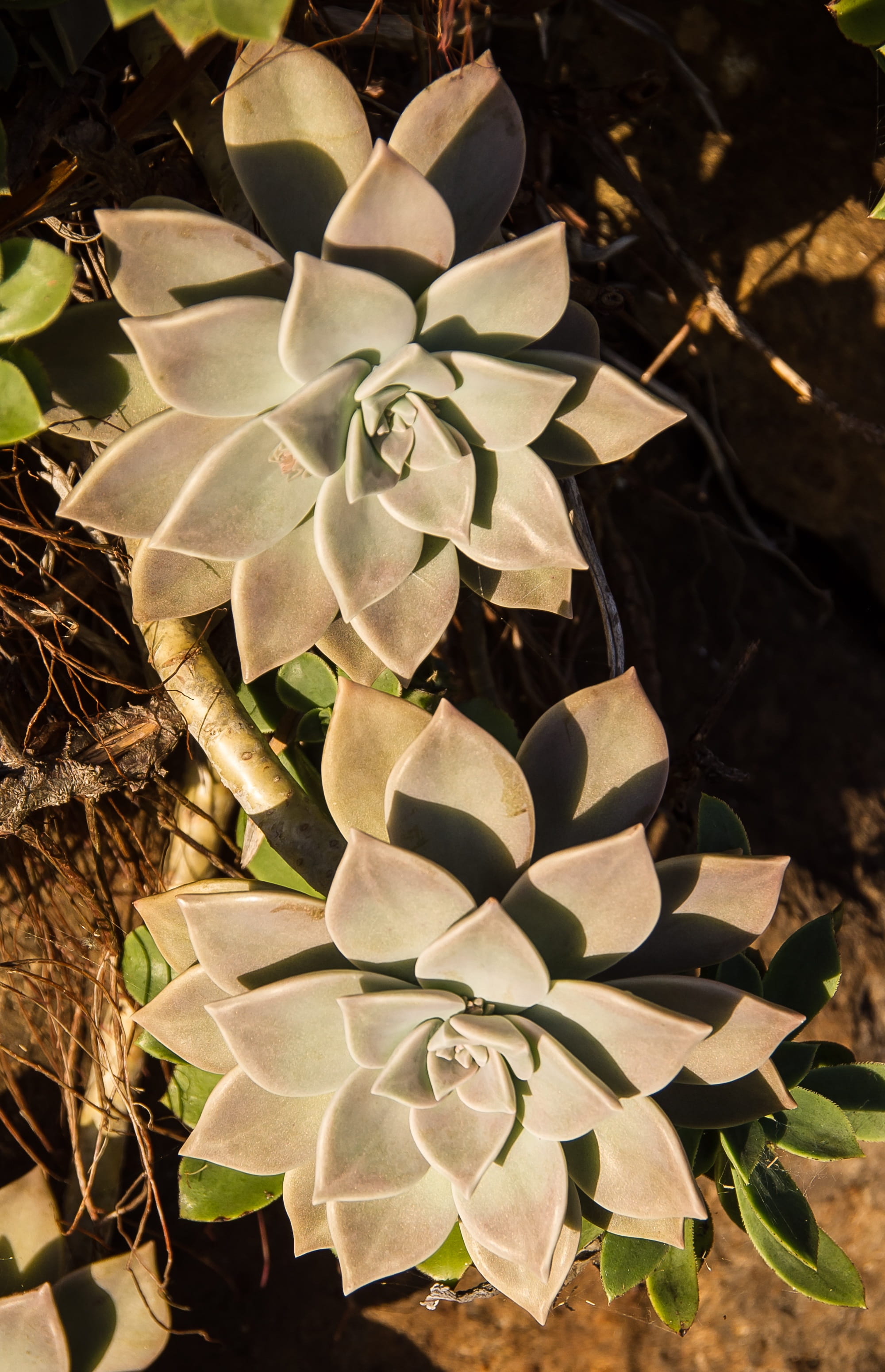 vulnerability, pattern, day, foliage, succulent, nature, flower head, fragility, inflorescence, garden, beauty in nature, field, sunlight, growth, outdoors, Phone HD Wallpaper