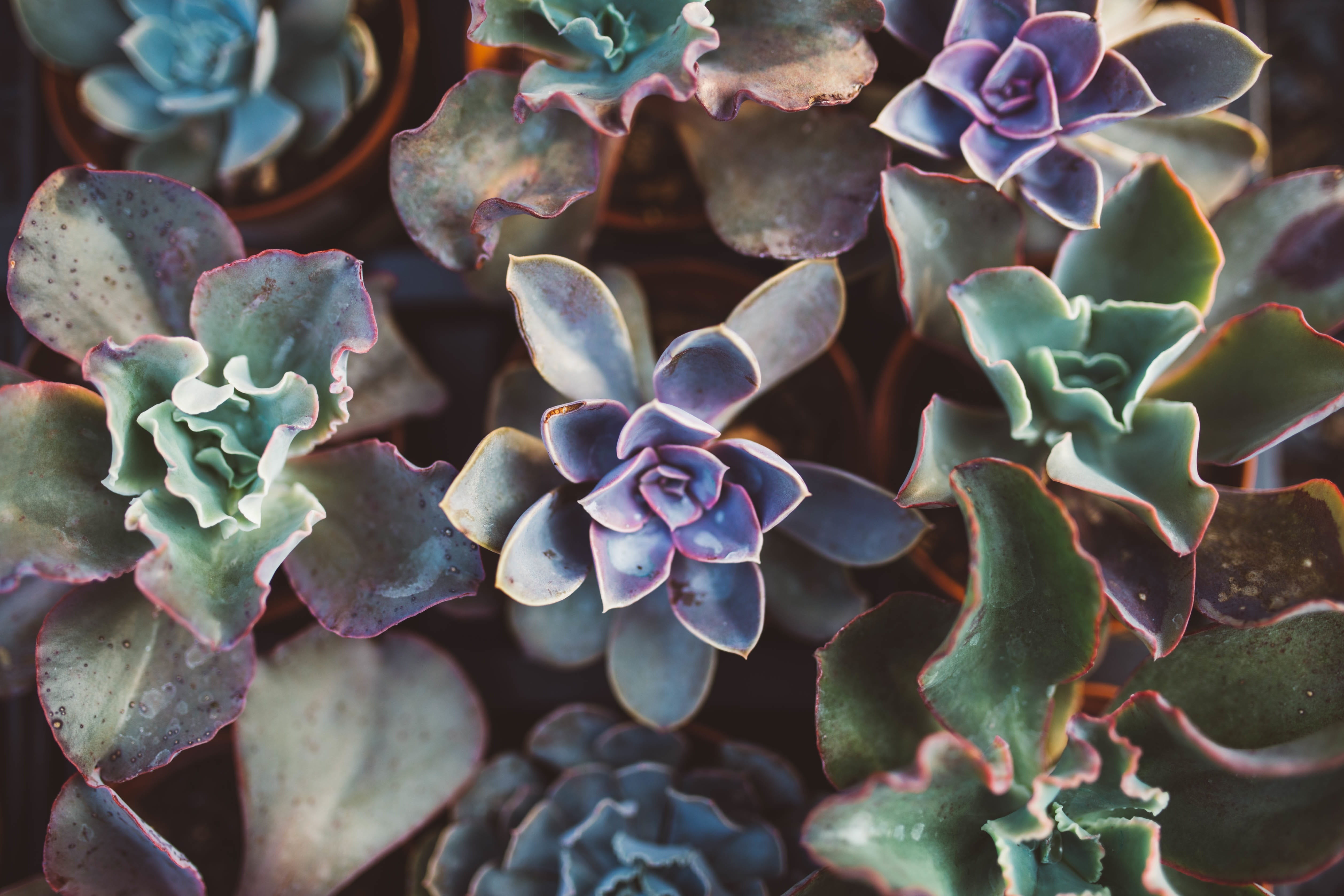 stylish, green color, vulnerability, flowering plant, closeup, close-up, succulent plant, botanical, ornamental, succulent, flower head, flower, pot, rosette, HD Wallpaper