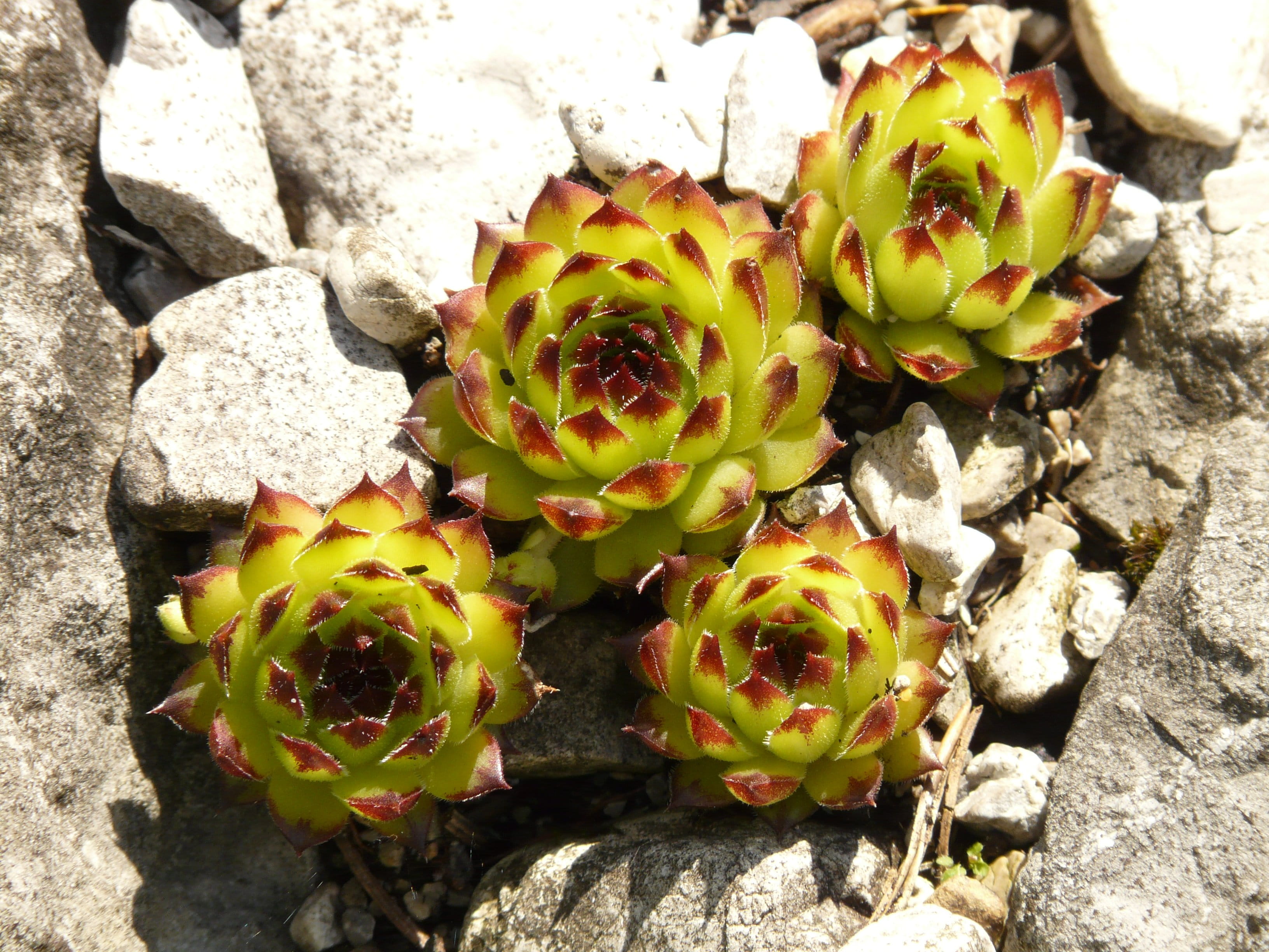 Real, fresh green, back light, close-up, directly above, 2K, nature, rosette, day, Houseleek, pointy red, healthy eating, growth, light, ordinary house turmeric, HD Wallpaper