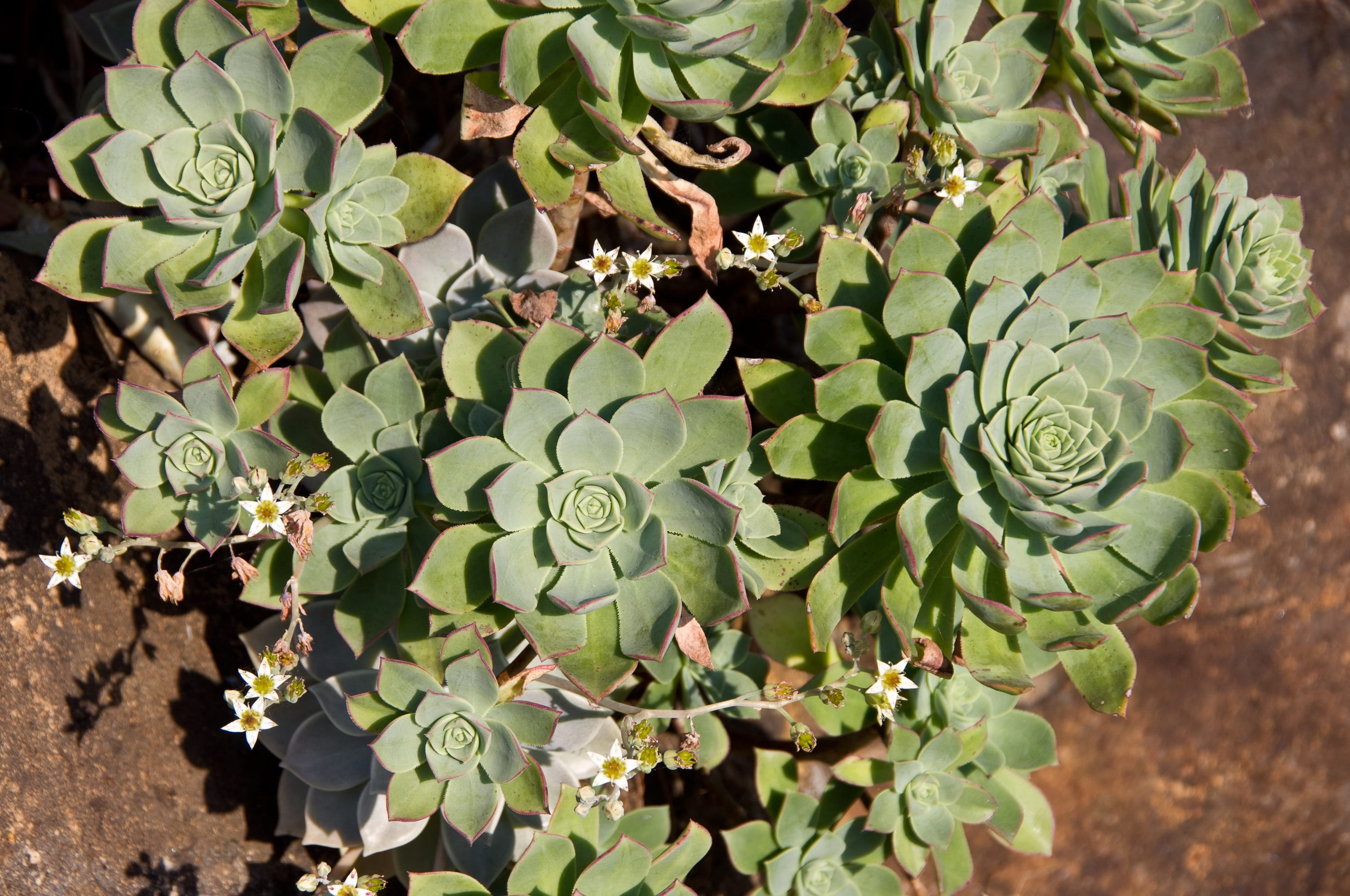 close-up, vegetable, succulent plant, agriculture, healthy eating, plant, green color, leaf, day, focus on foreground, circles, beauty in nature, freshness, HD Wallpaper
