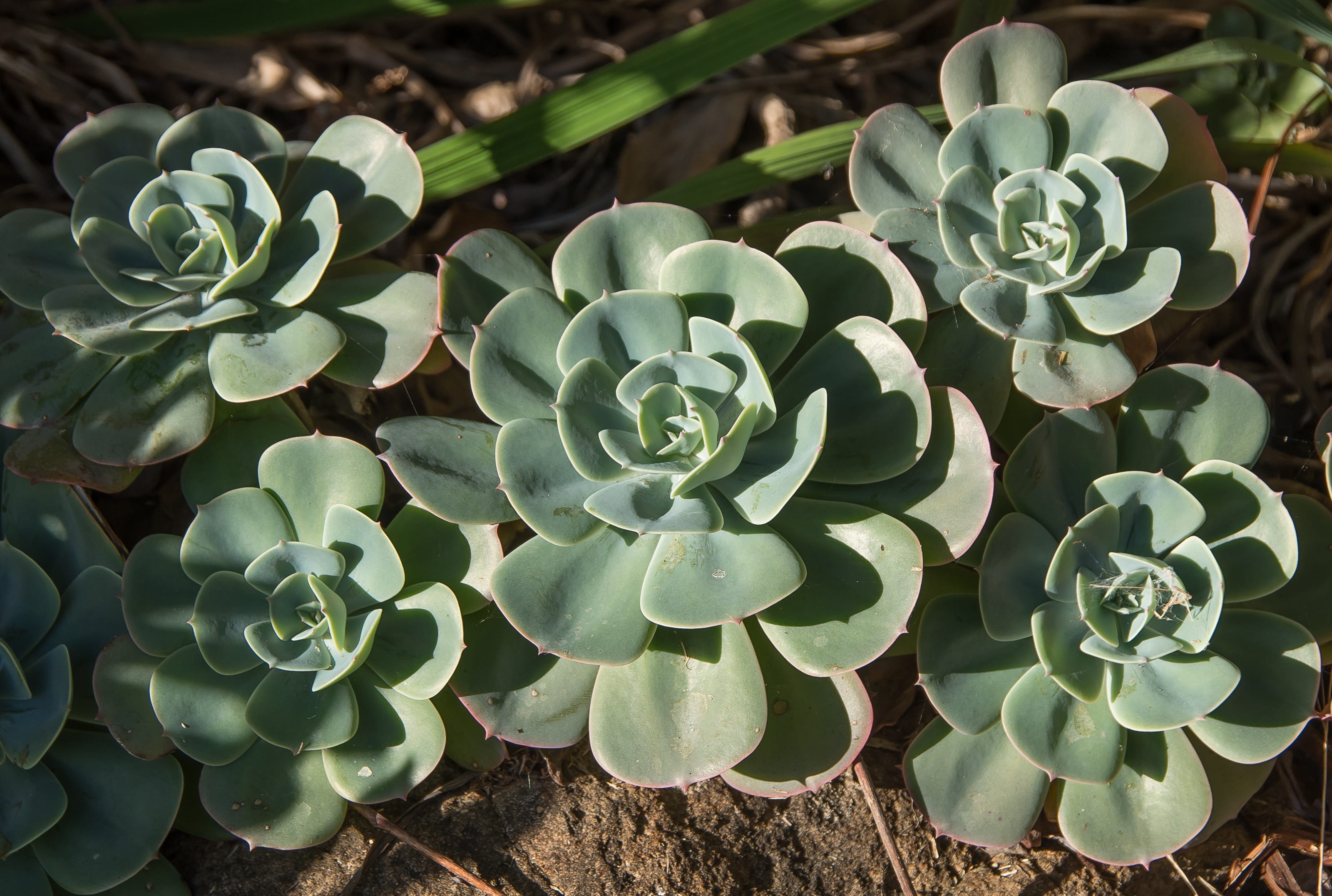plant part, flower, vulnerability, growth, foliage, pattern, succulent, no people, freshness, fragility, 2K, petal, rosettes, plant, australia, leaf, flower head, HD Wallpaper