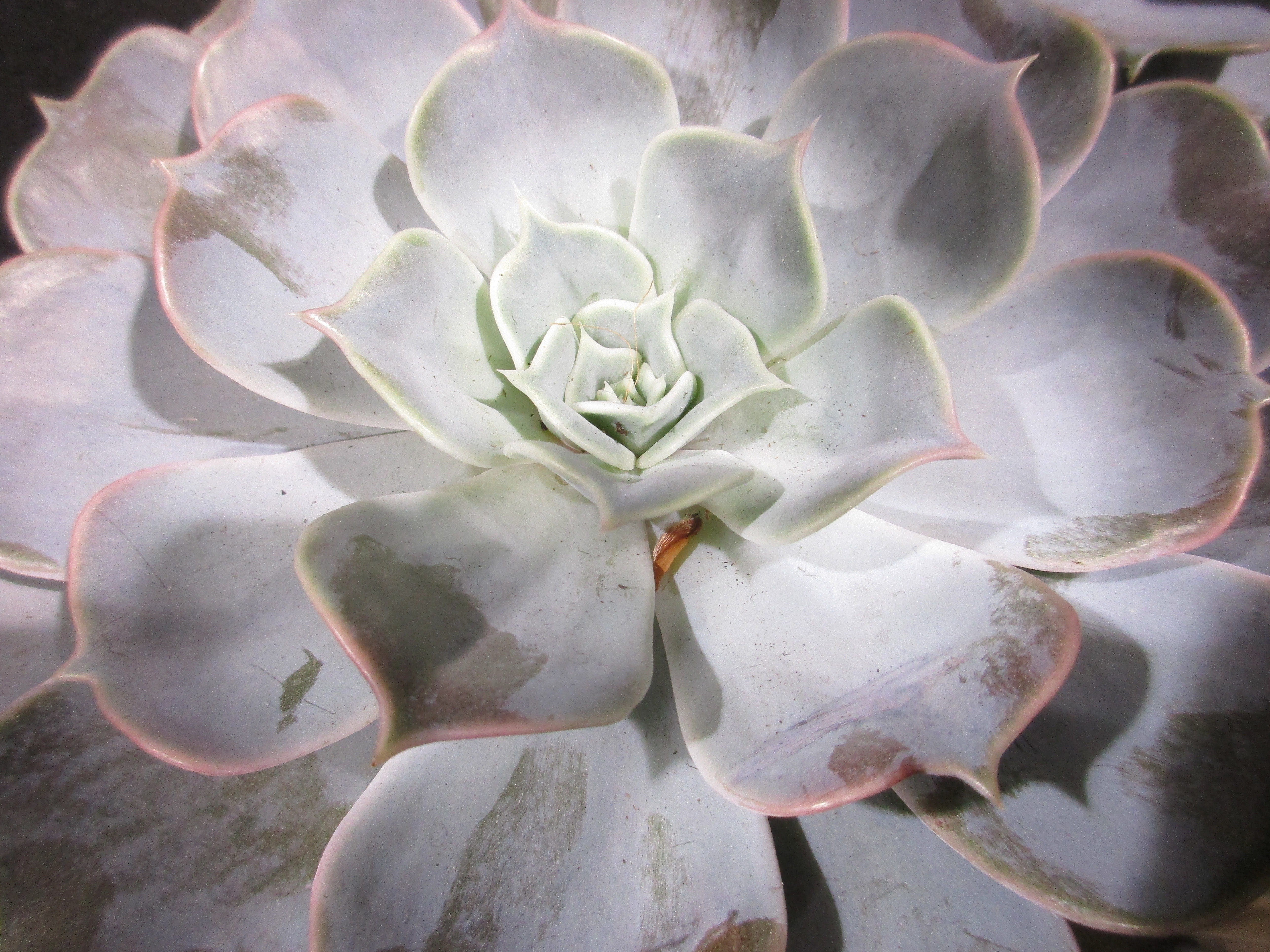 flowering plant, inflorescence, texture, succulent plant, white color, 5K, vulnerability, growth, houseplant, petal, succulent, spring, no people, flower head, HD Wallpaper