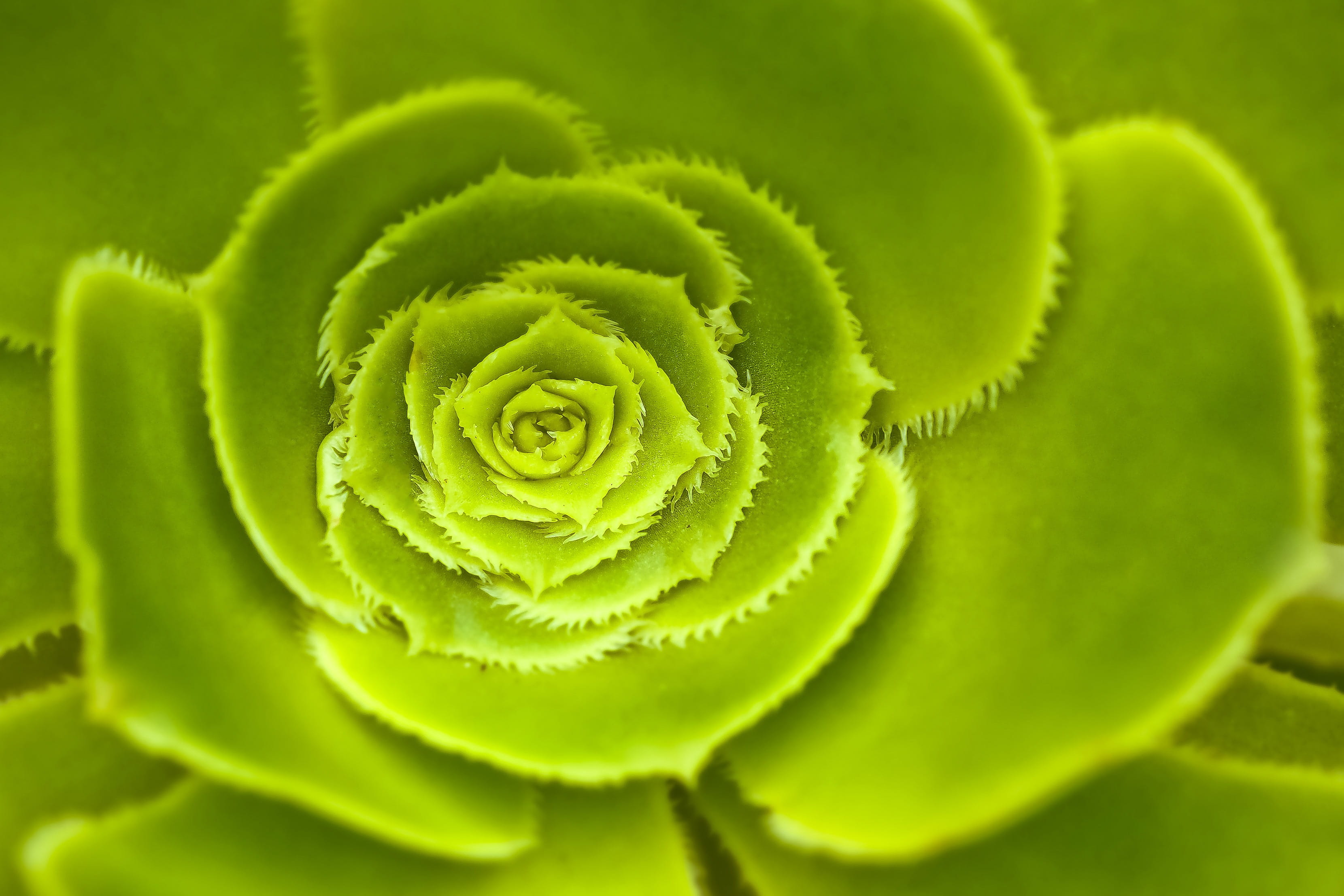 garden, flower, backgrounds, full frame, plant, red leaf, close-up, natural pattern, wurz, focus on foreground, 2K, green, succulent, houseleek, nature, HD Wallpaper
