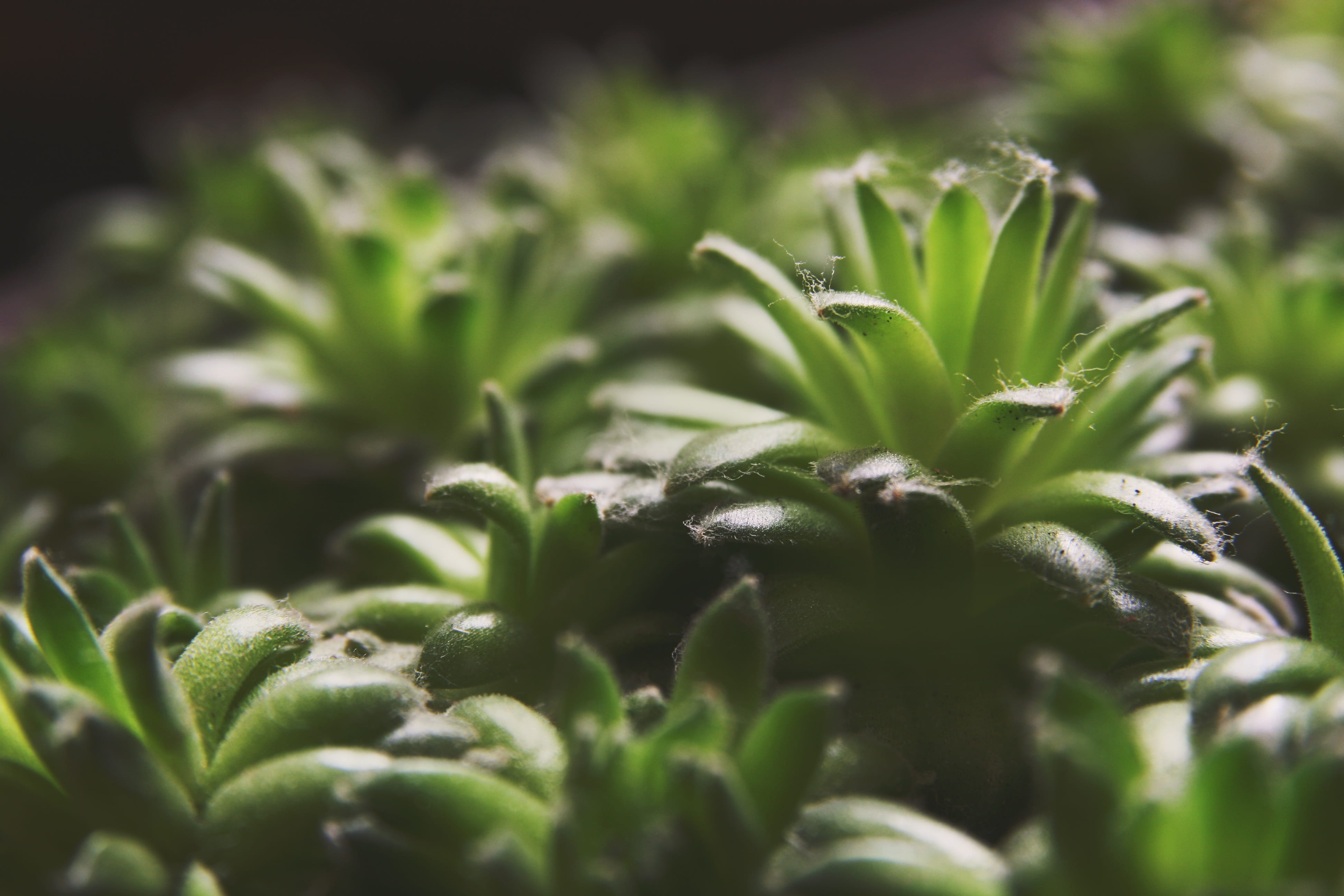 garden, Succulents, growth, agriculture, selective focus, botanical, natural light, healthy eating, green color, growing, vegetation, no people, vitality, HD Wallpaper