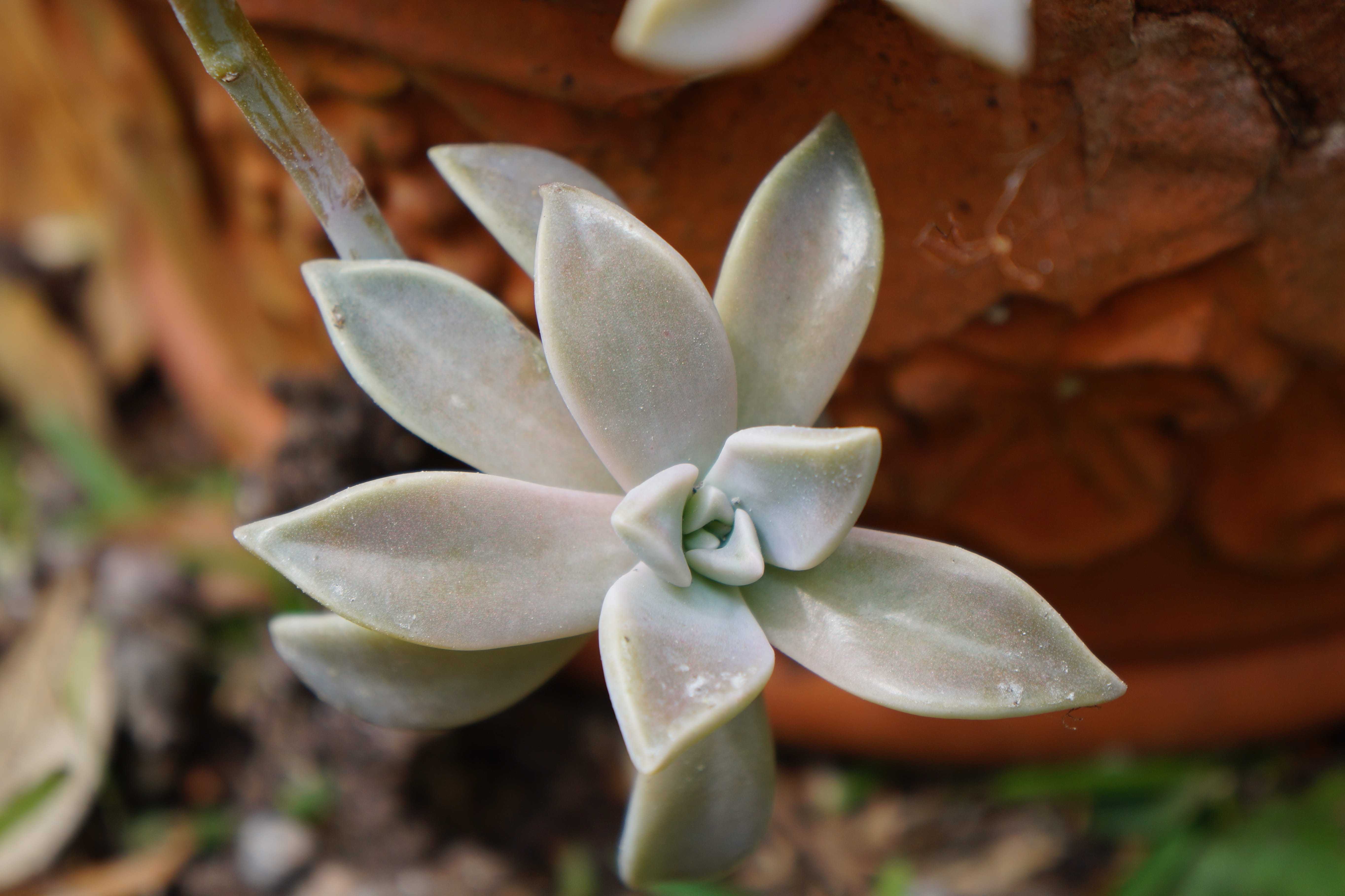 beauty in nature, fragility, close-up, day, focus on foreground, succulent plant, green, freshness, growth, plant, nature, outdoors, 5K, vulnerability, HD Wallpaper