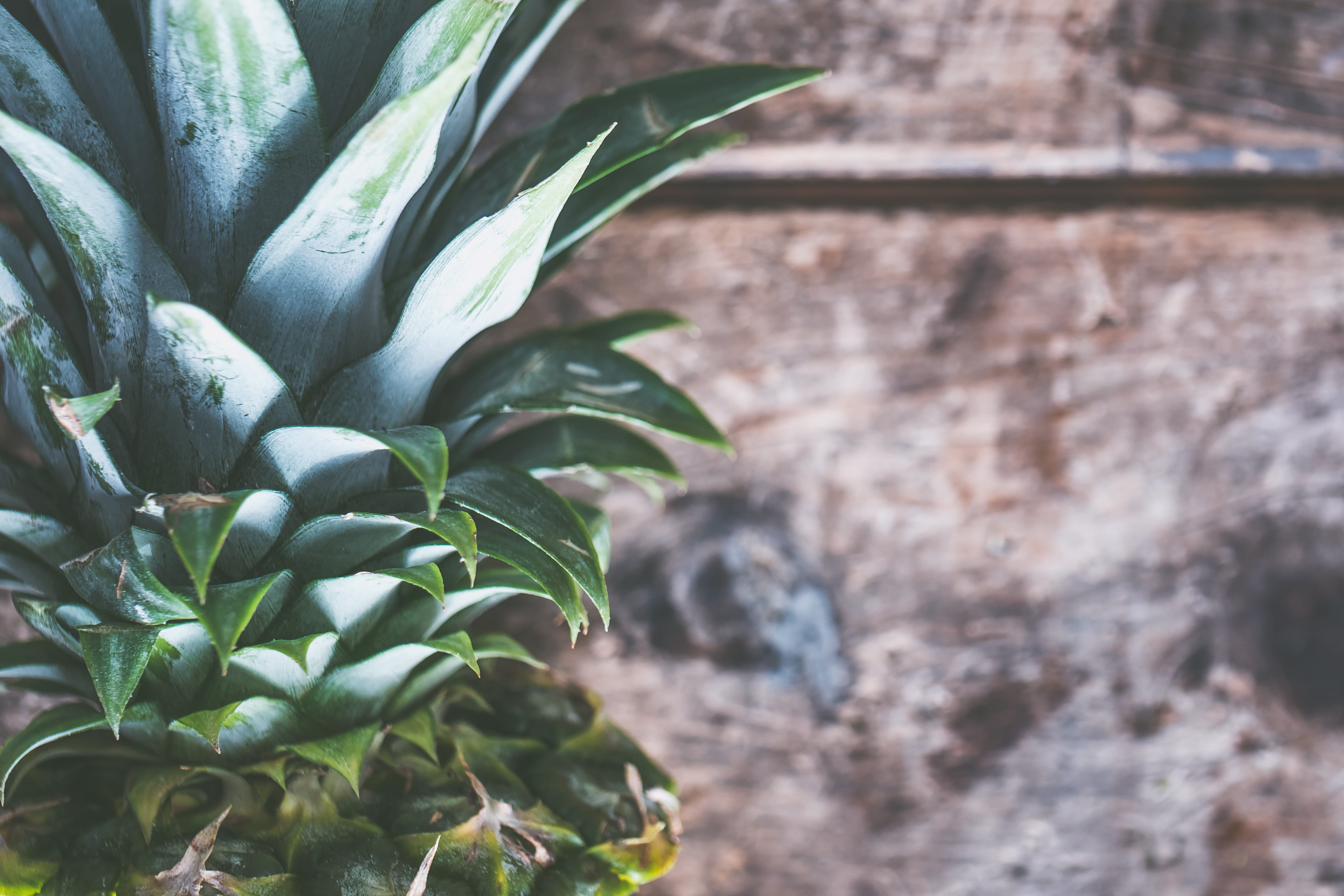 healthy, 4K, pattern, fragility, tropical, freshness, fresh, botany, exotic, texture, green, color, green color, macro, fruit, focus on foreground, plant part, HD Wallpaper