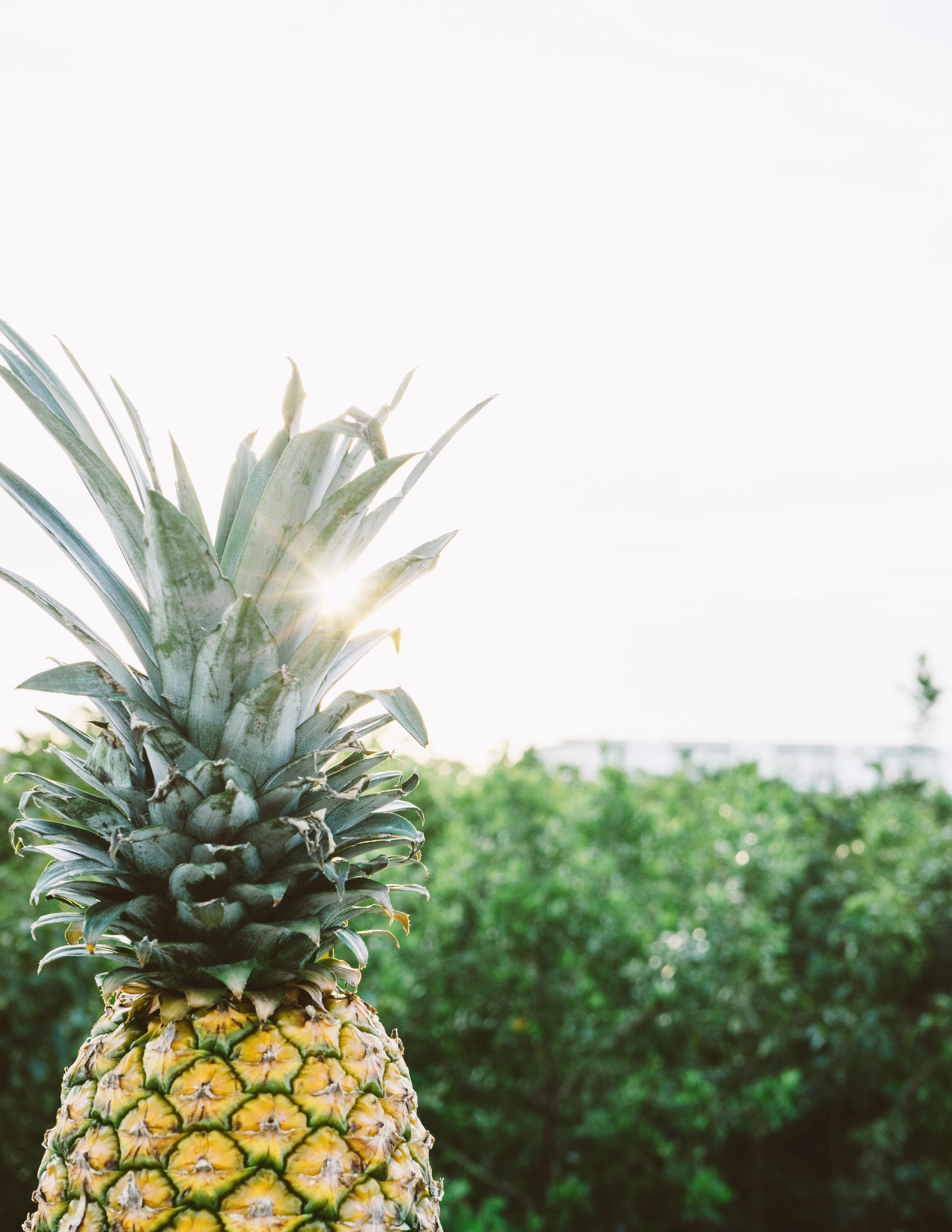 fruit, gourmet, focus, freshness, food, nature, no People, yellow, healthy Eating, food And Drink, tropical fruit, daytime, trees, wellbeing, tropical, Phone HD Wallpaper