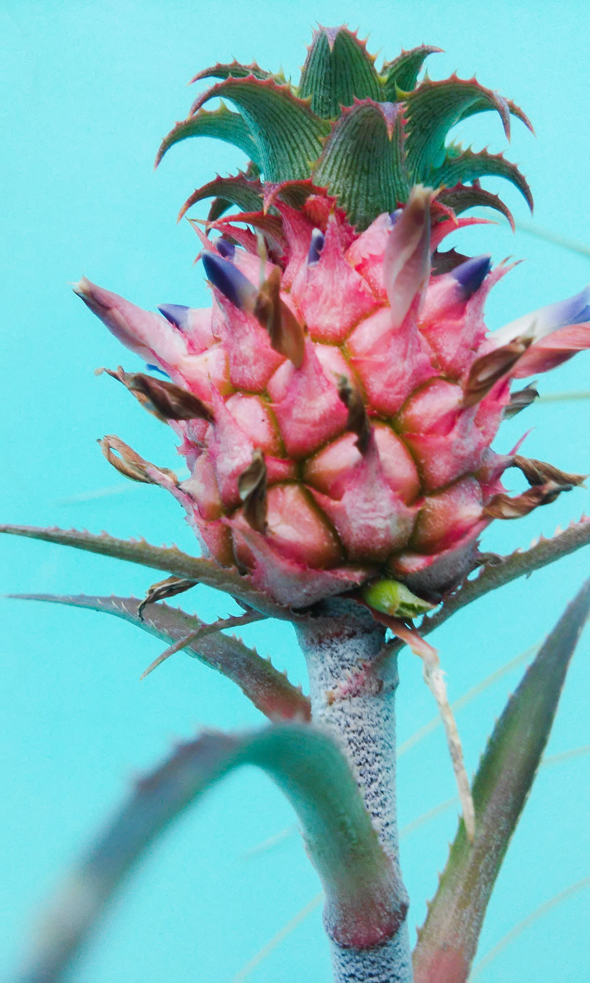 healthy eating, day, pineapple, flowering plant, colored background, plant part, growth, freshness, plant, flower, close-up, tropical fruit, 2K, leaf, Phone HD Wallpaper