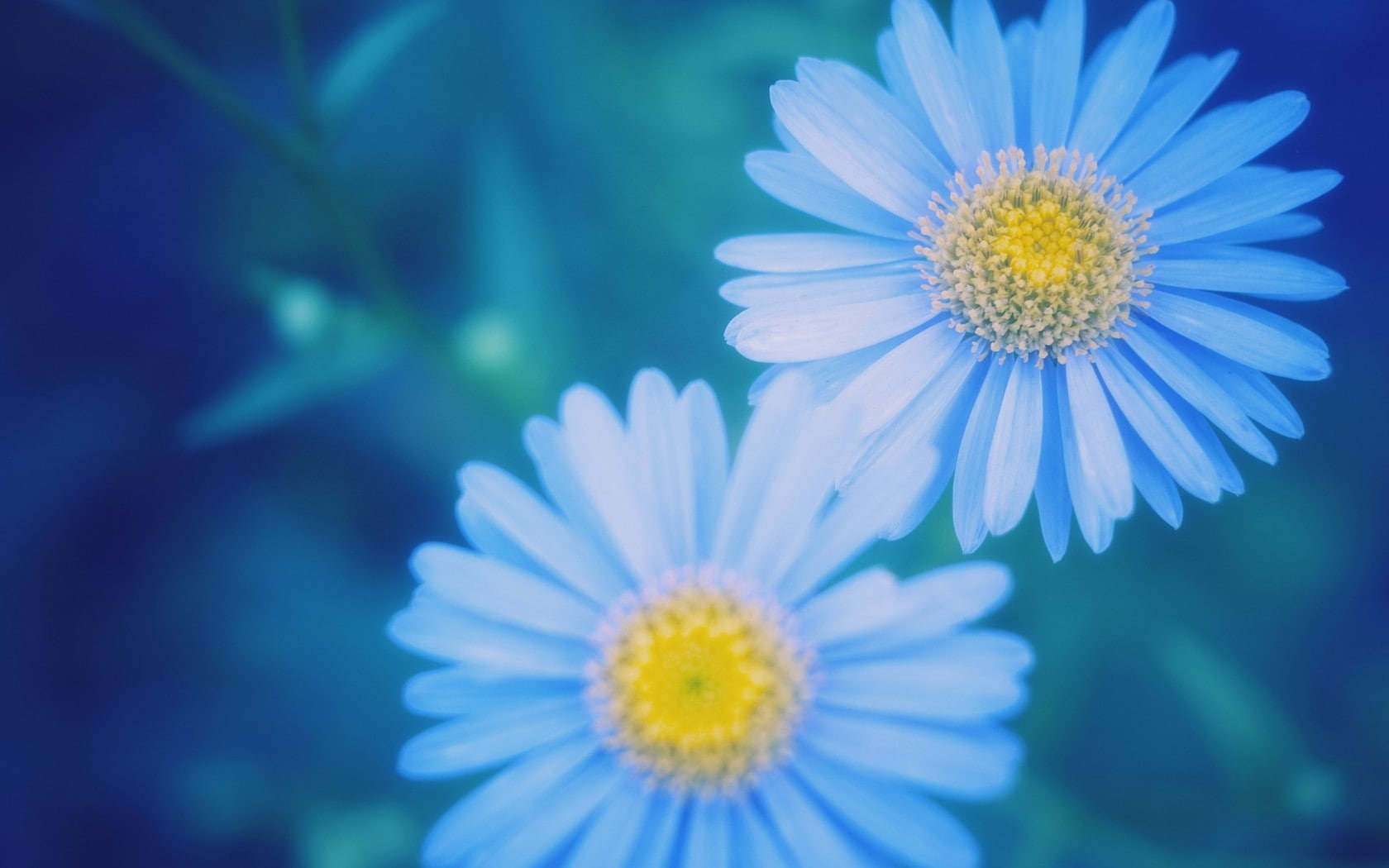 daisies, macro, nature, plants, 720P, flowers, blue, blue flowers, cyan, HD Wallpaper