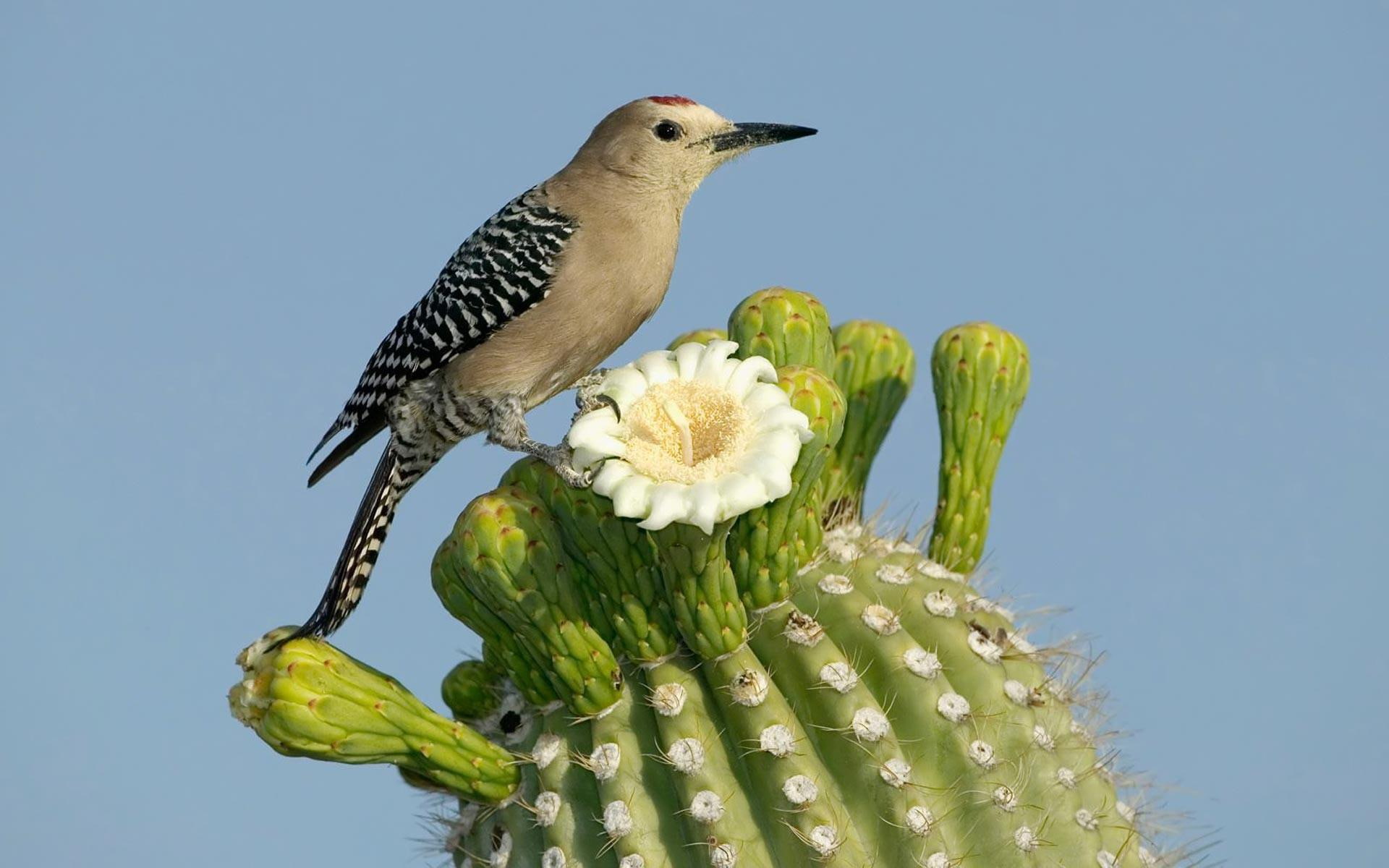 bird, animals, black, birds, grey, green, pretty, plants, cactus, flowers, 1080P, HD Wallpaper